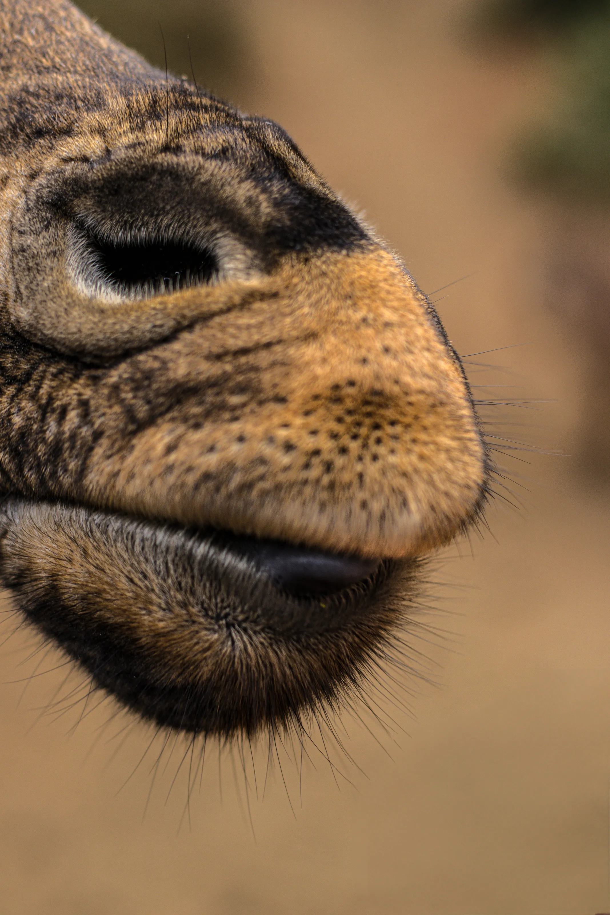 The Giraffe's grin