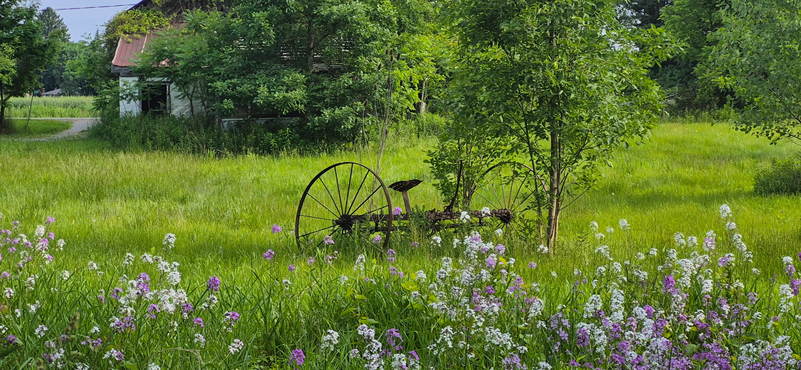 In The Meadow