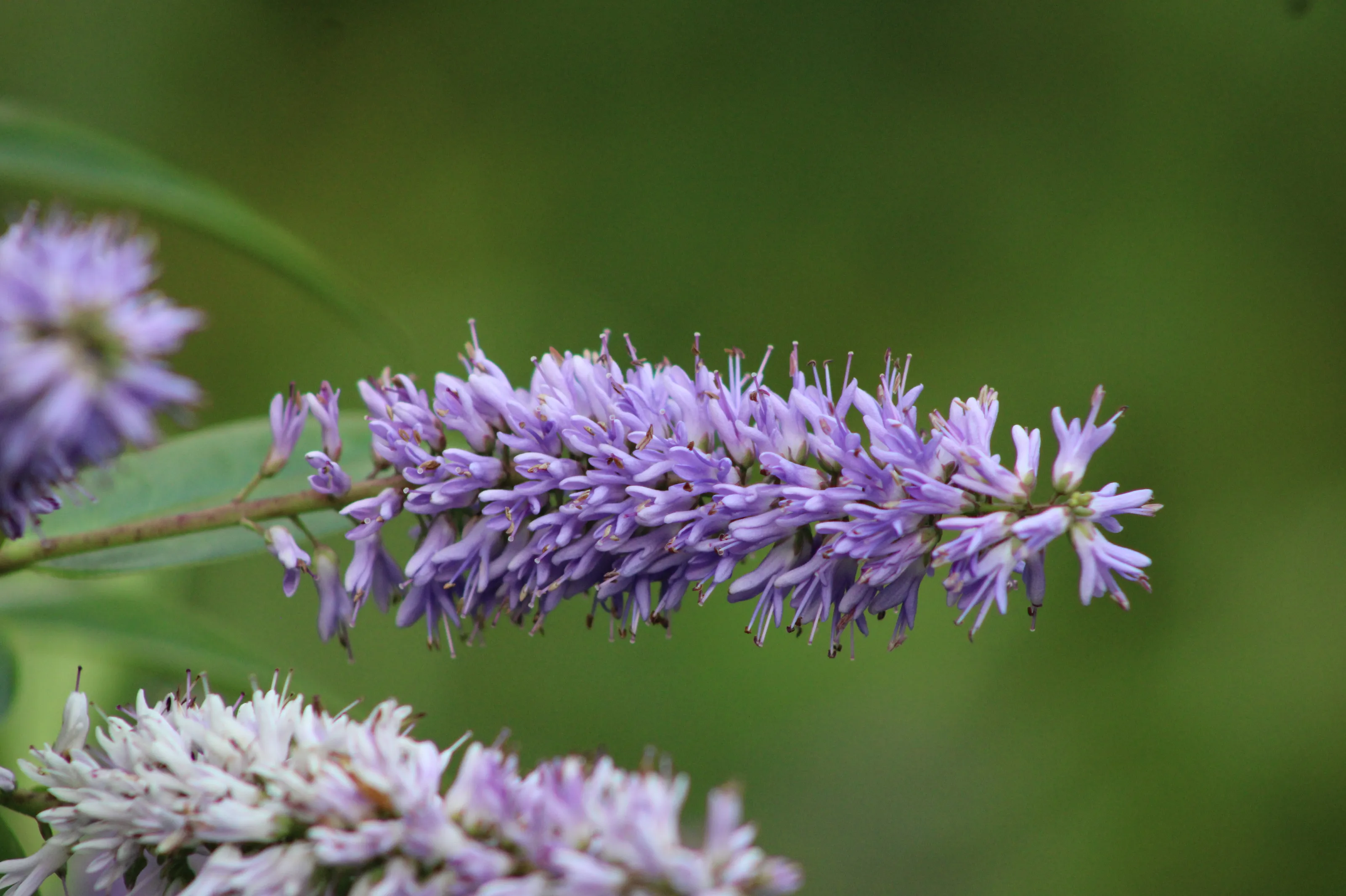 A beautiful Veronicastrum