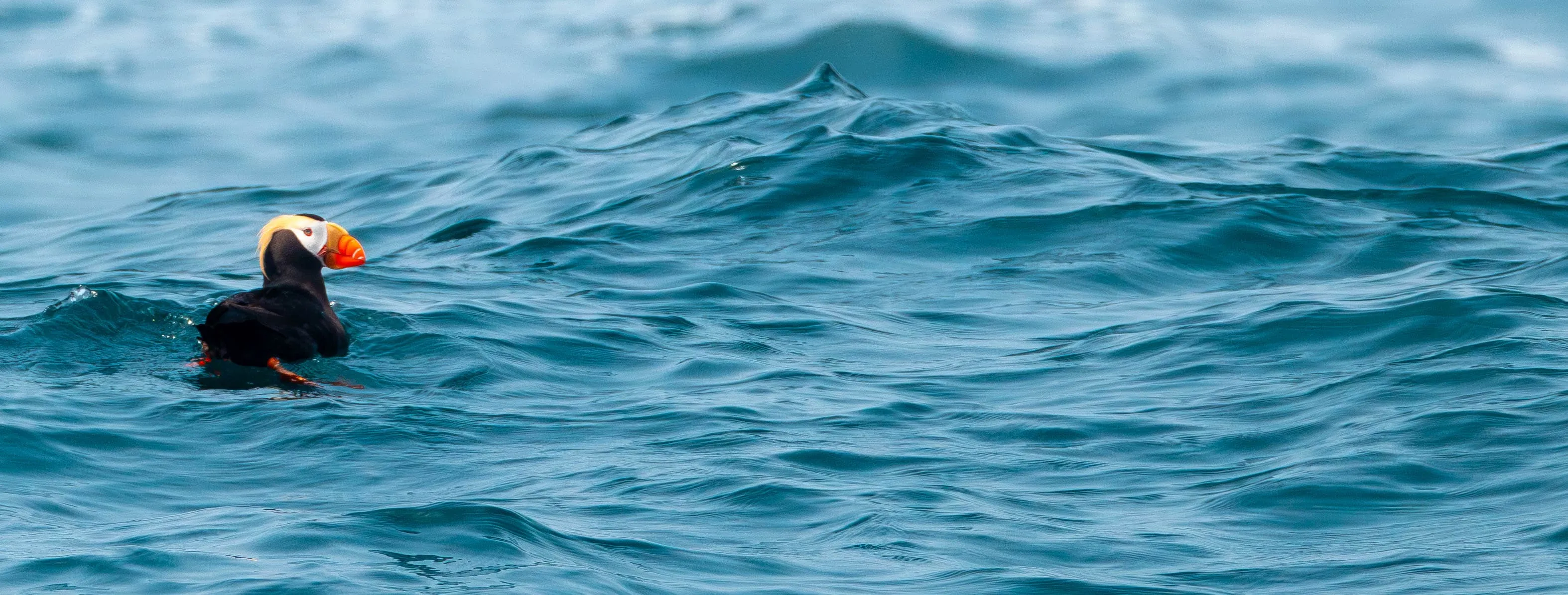 Tuft times making waves