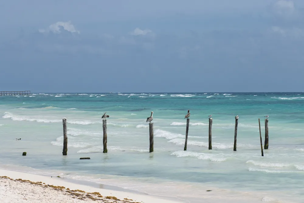 Seabirds on Coastal Posts