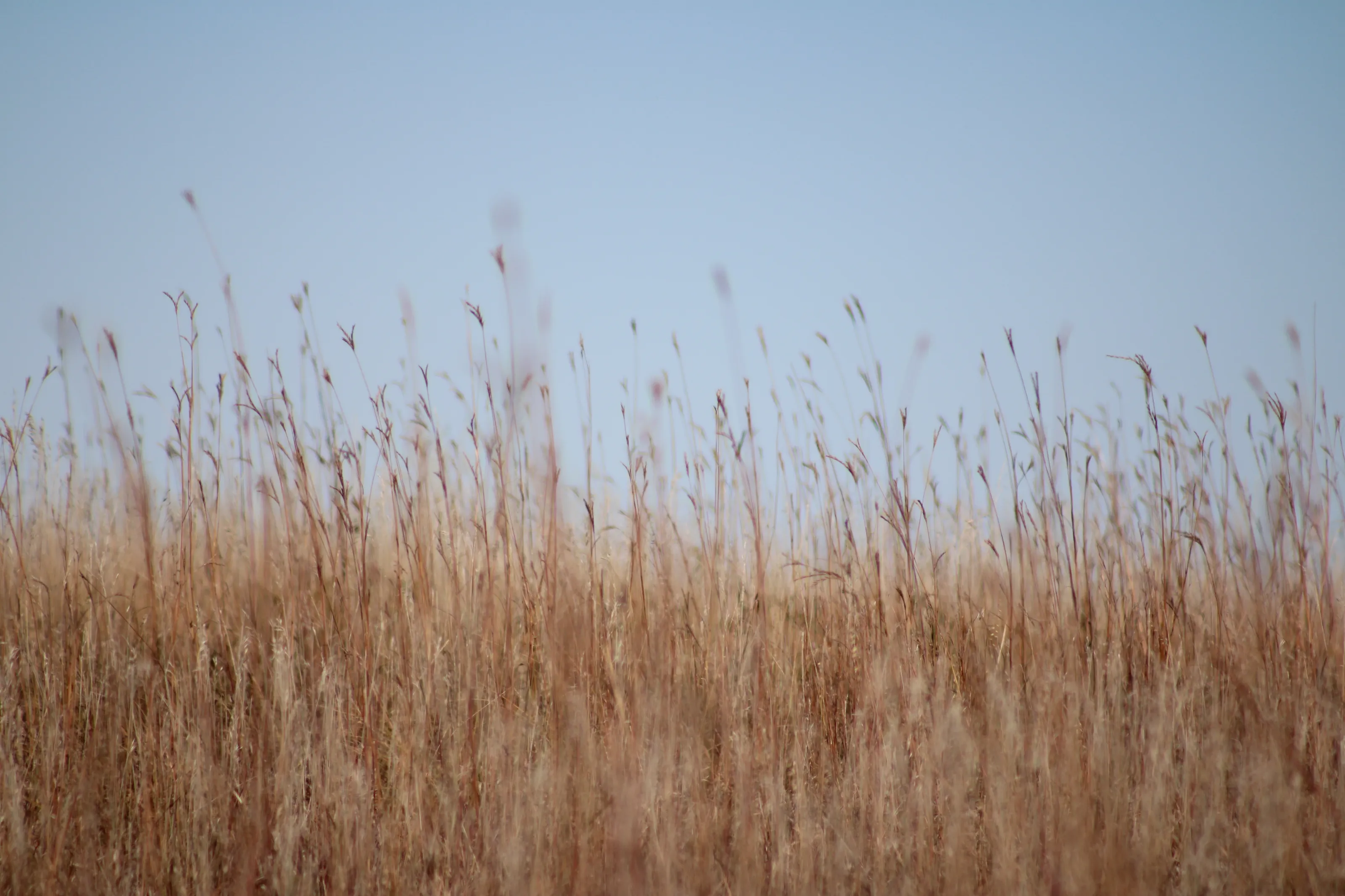 Wild Grass