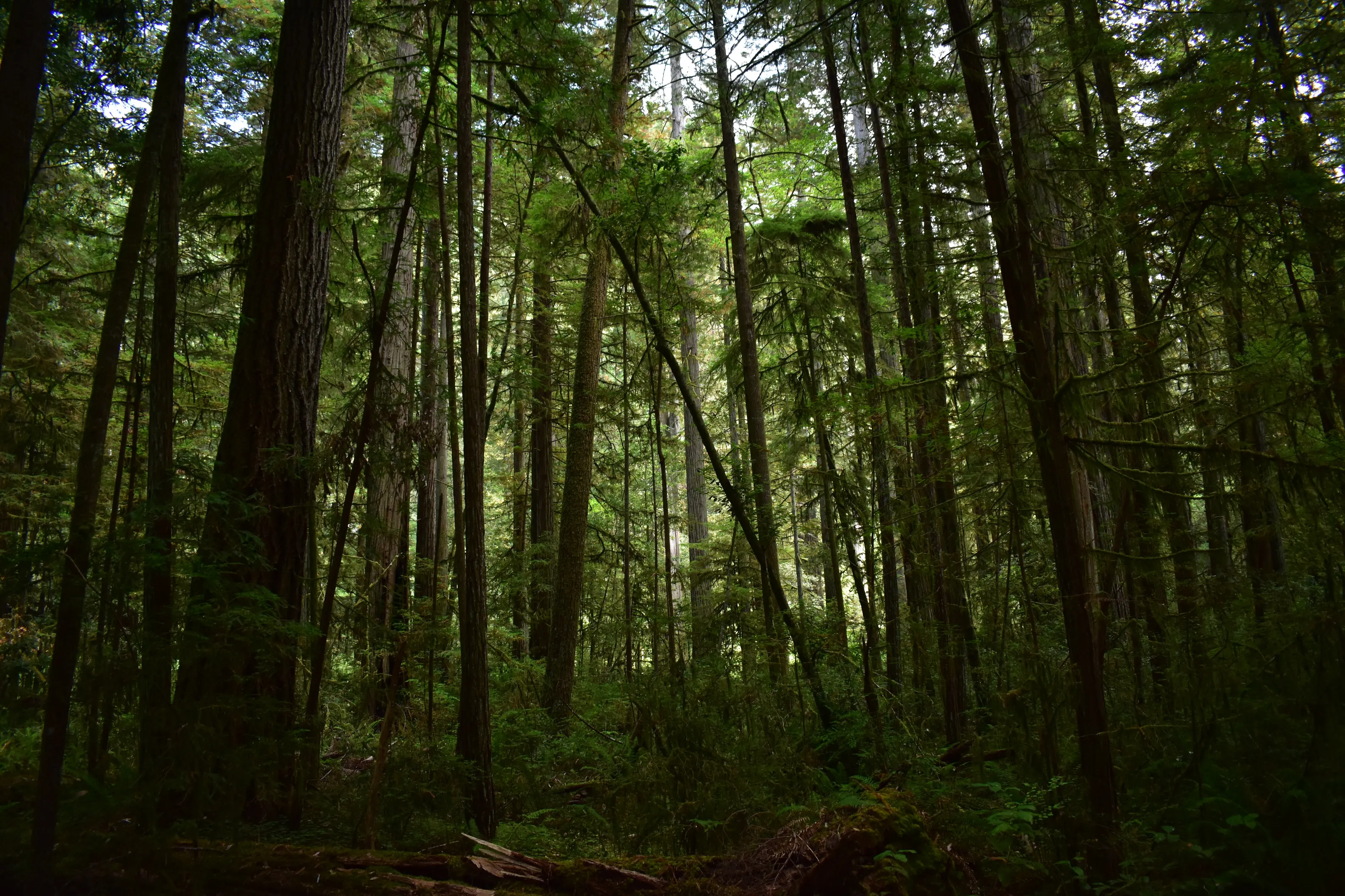 Leaning Forest with California Redwoods