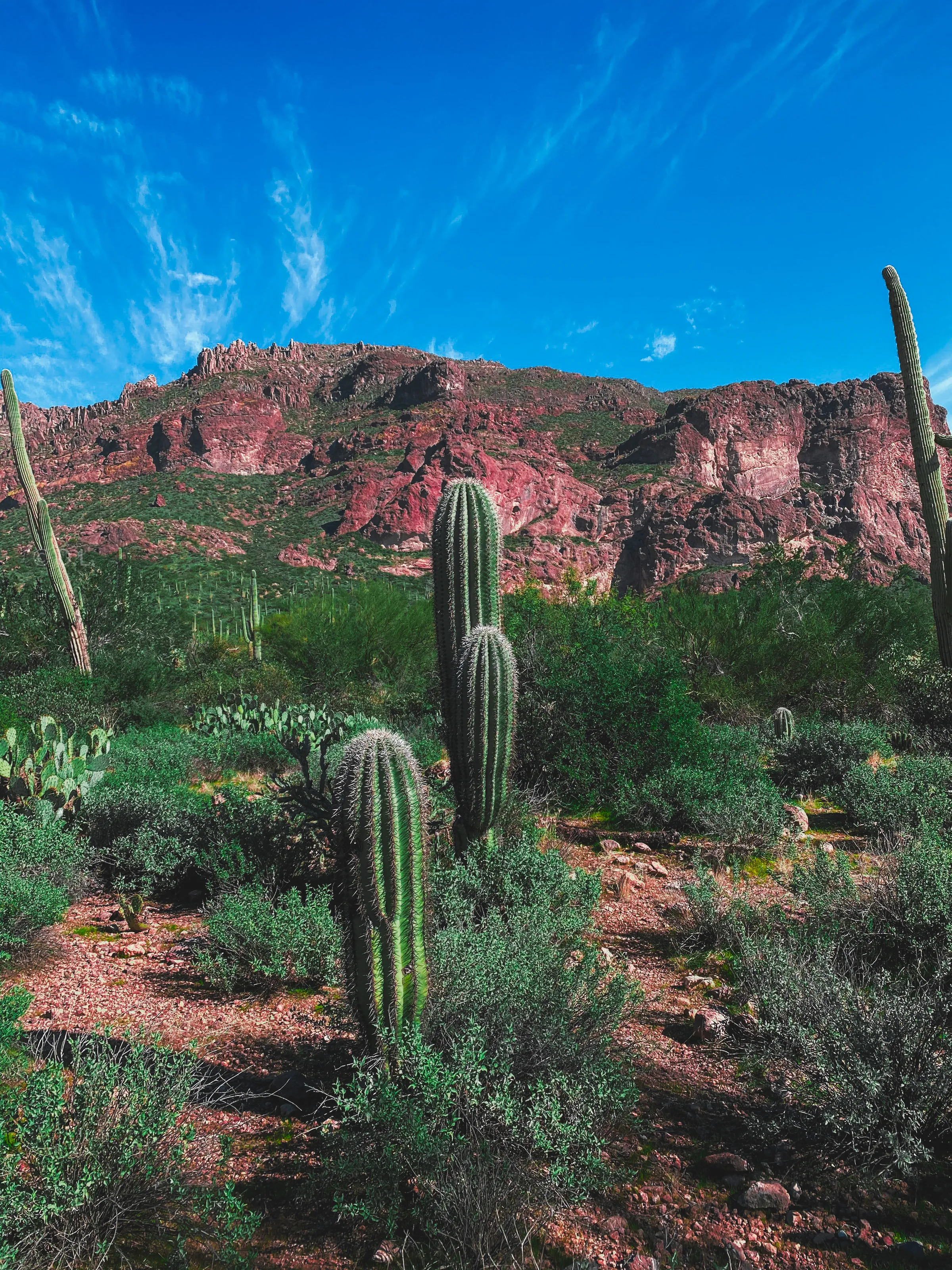 Desert Landscape