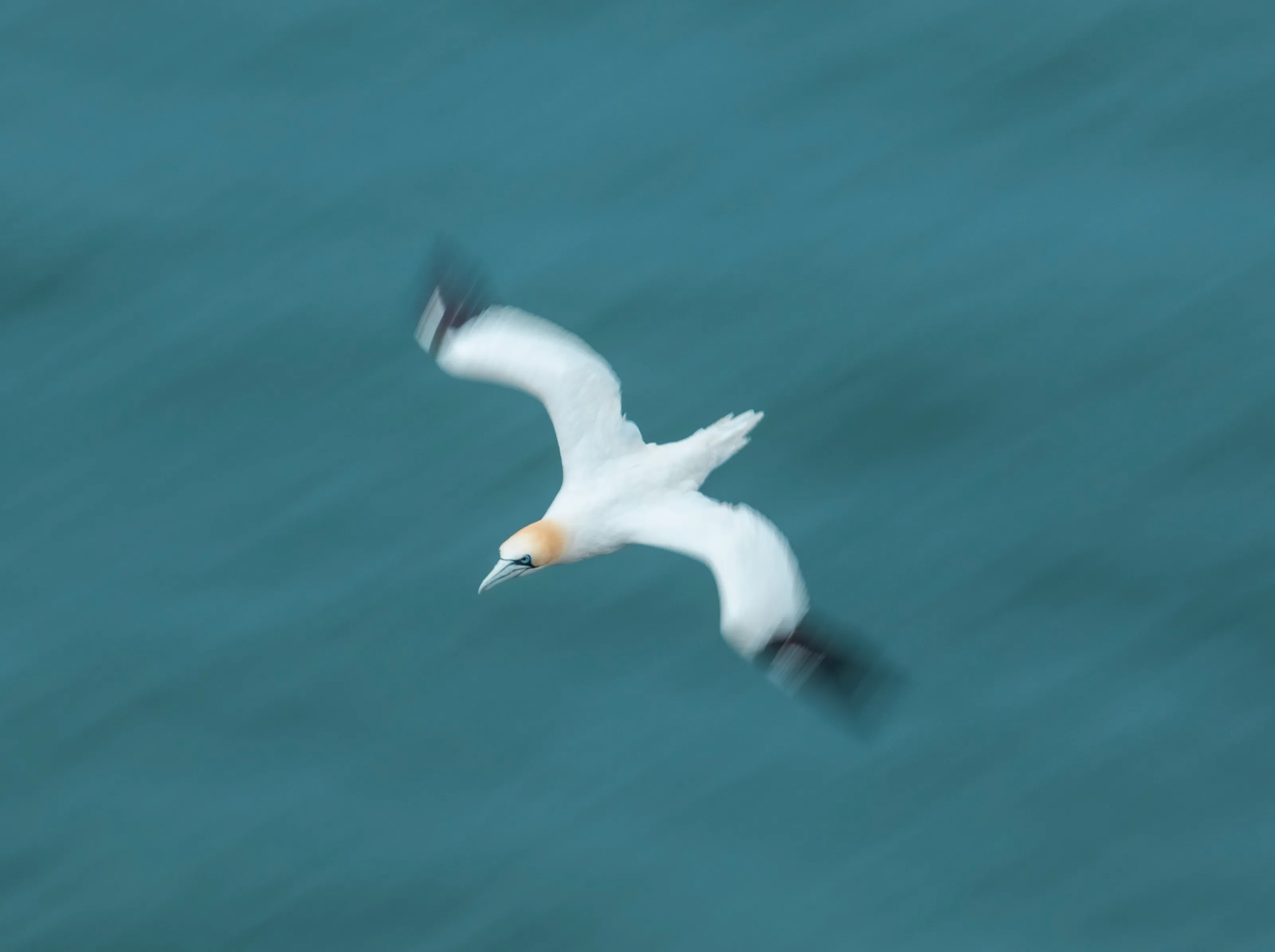 A Gannet's Flight
