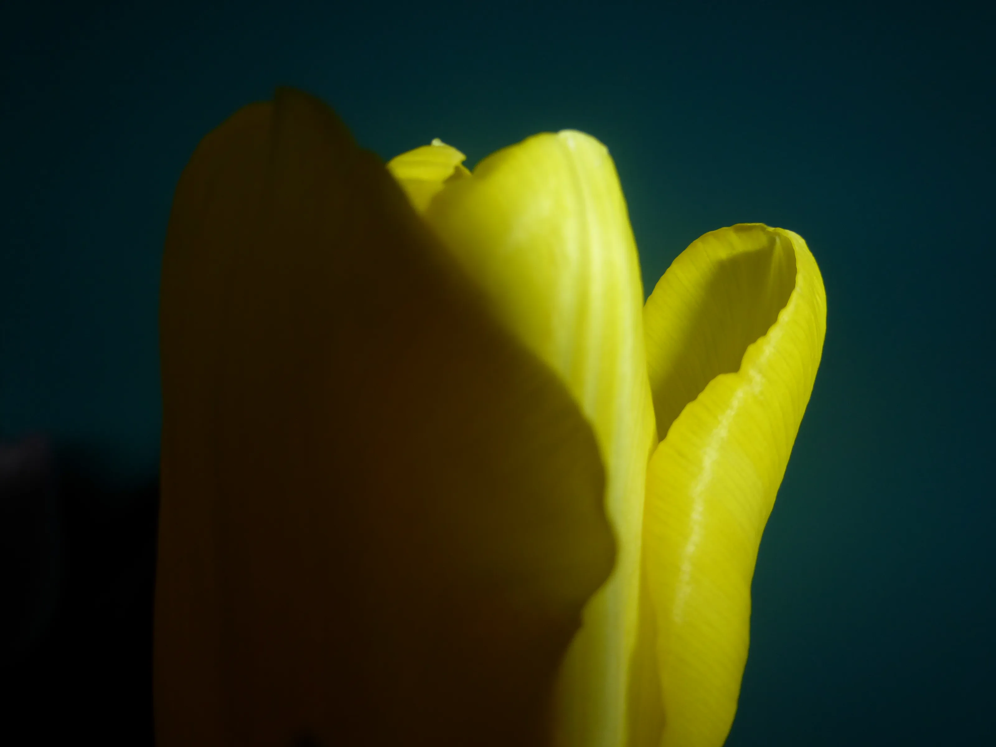 Florality