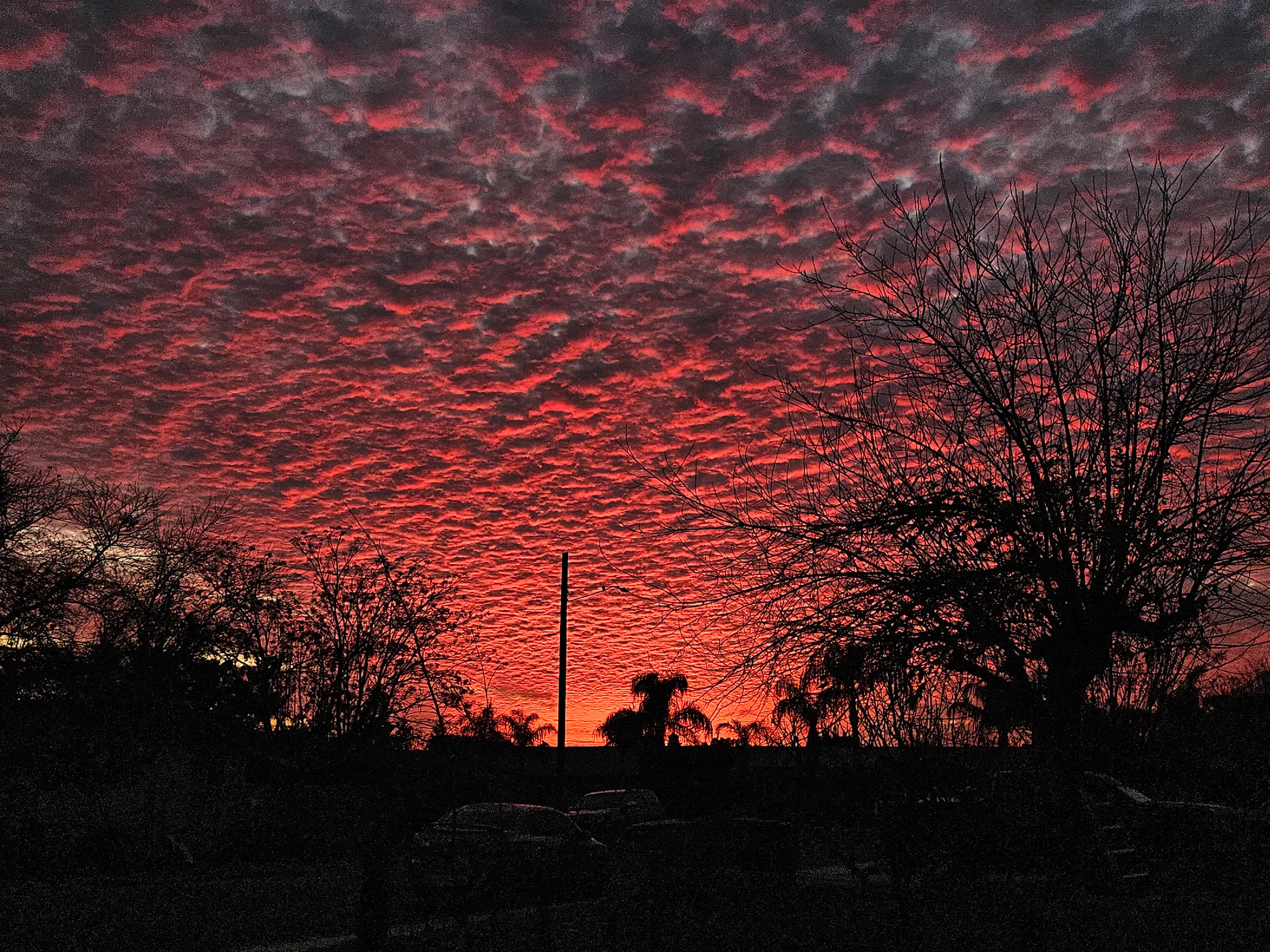 The red