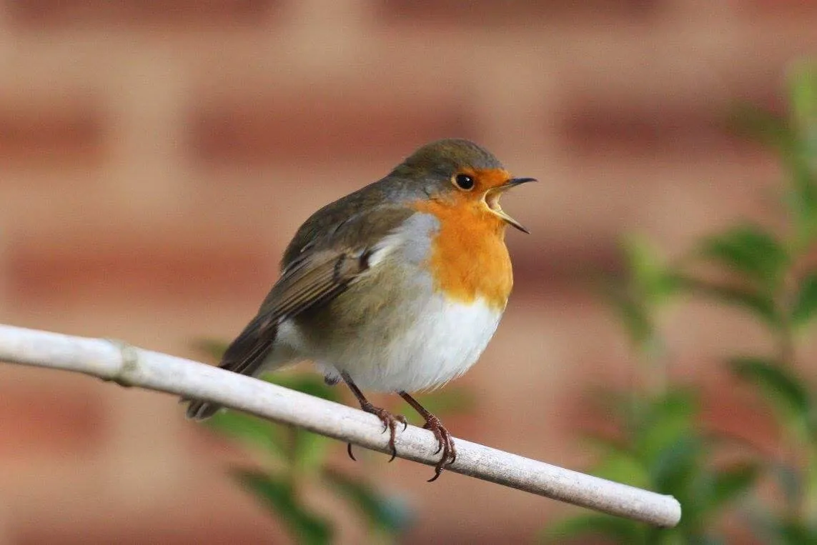 Red The Robin