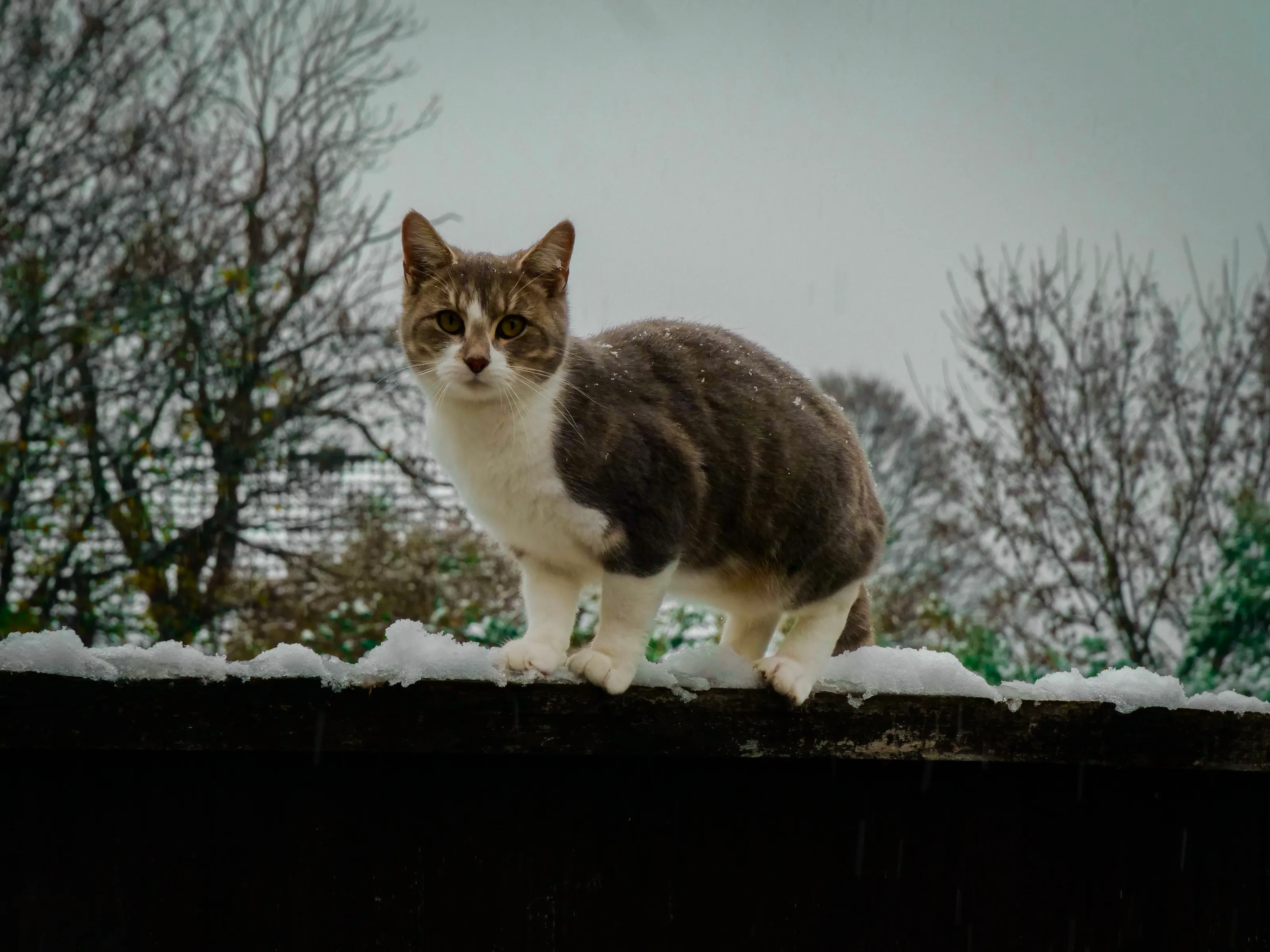 Non-Friendly Neighbourhood Cat