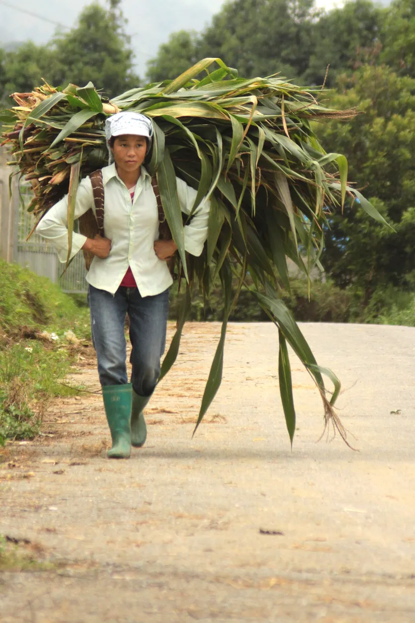 Entry 26025761