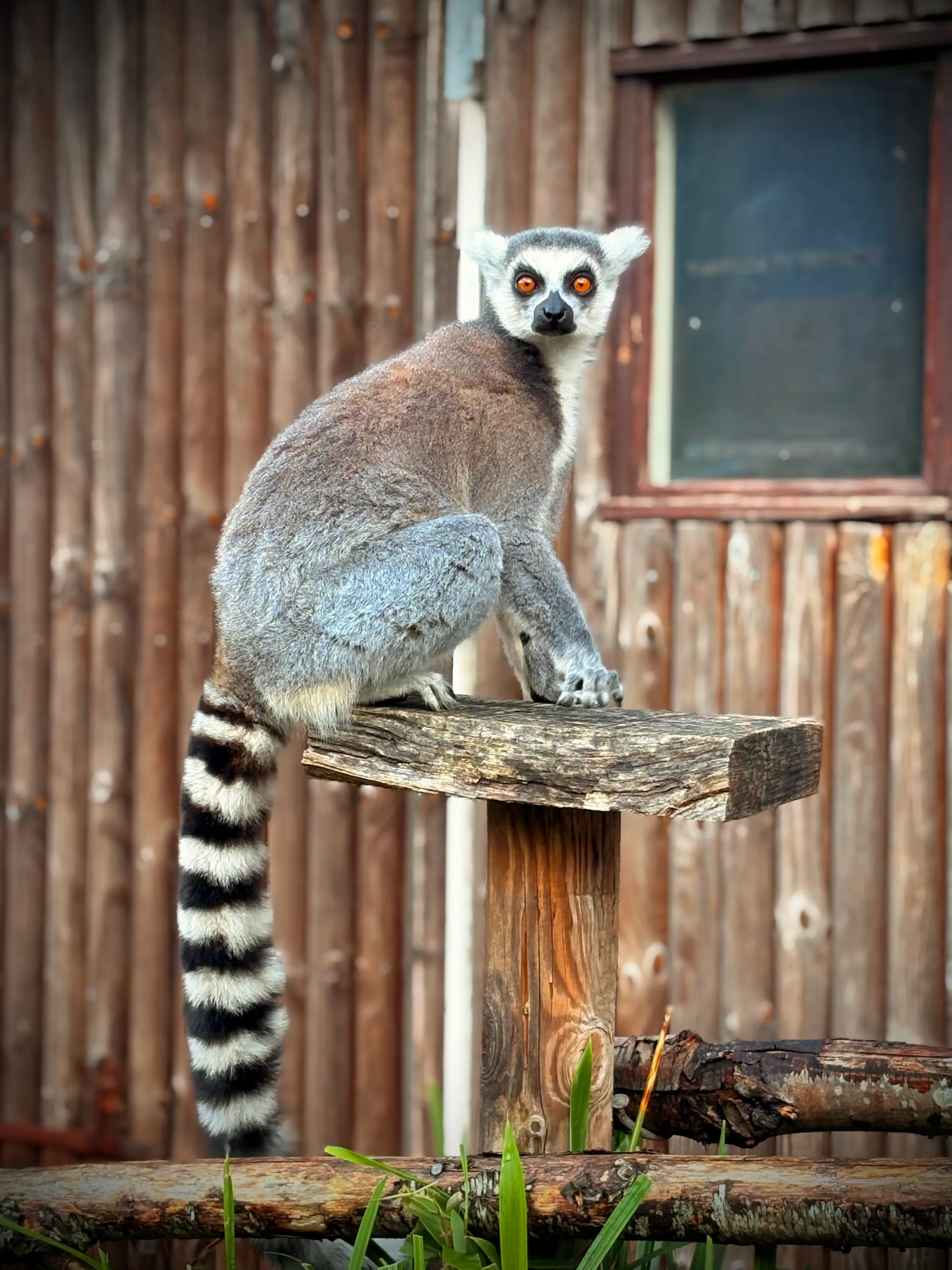Lemur at howletts wildlife park.