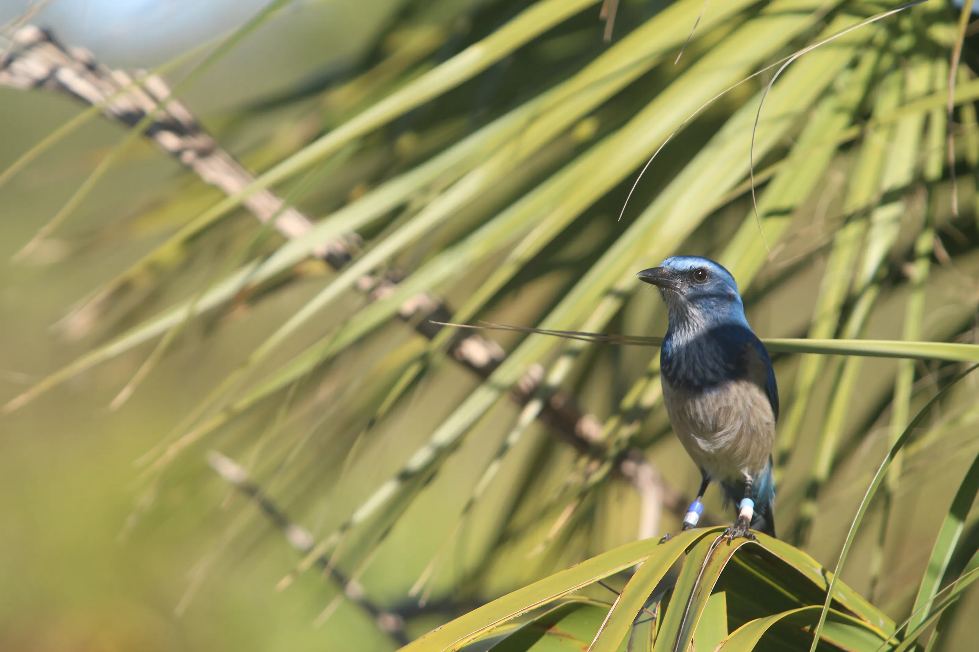 Florida Scrub Jay