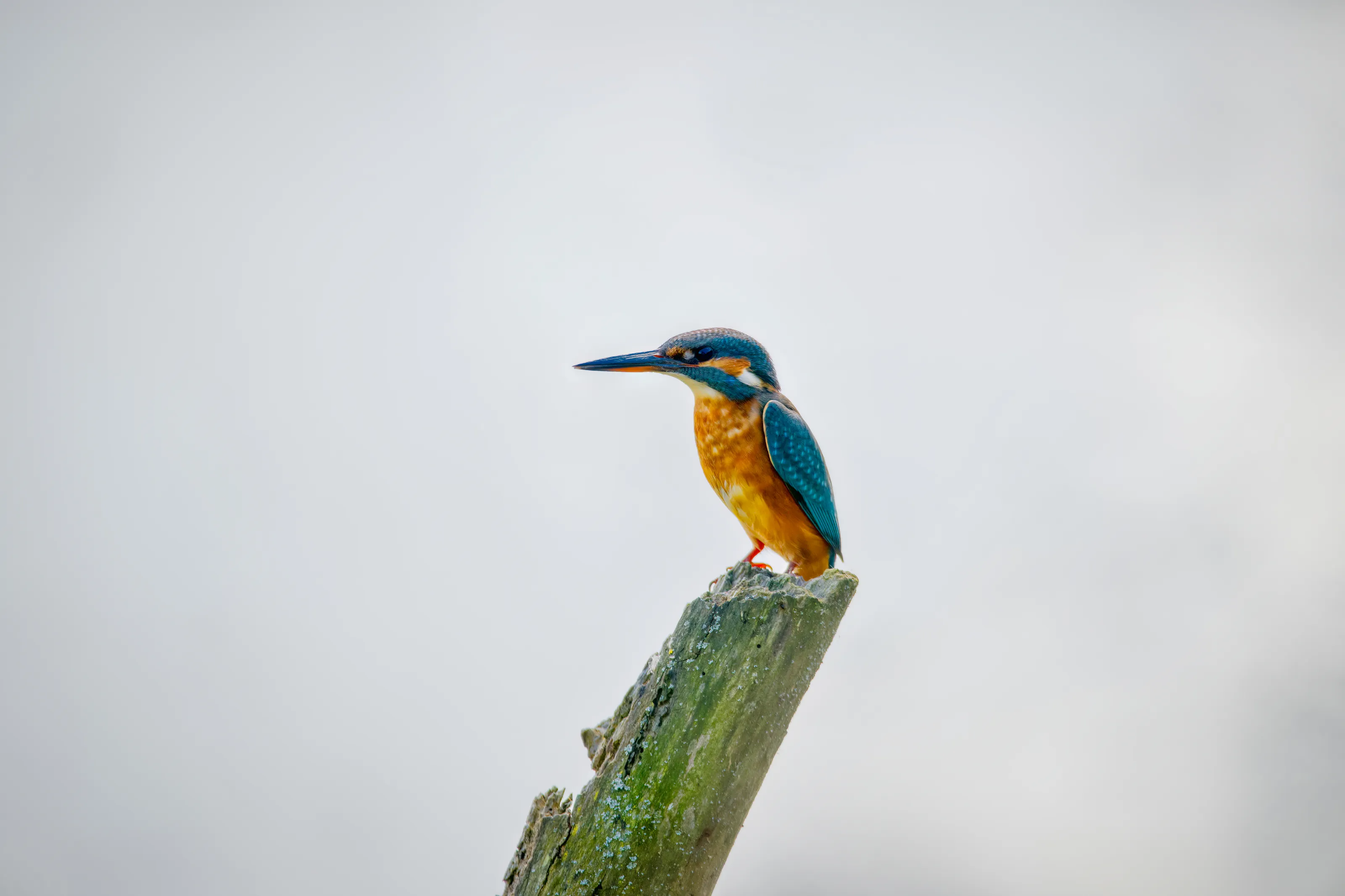 Kingfisher