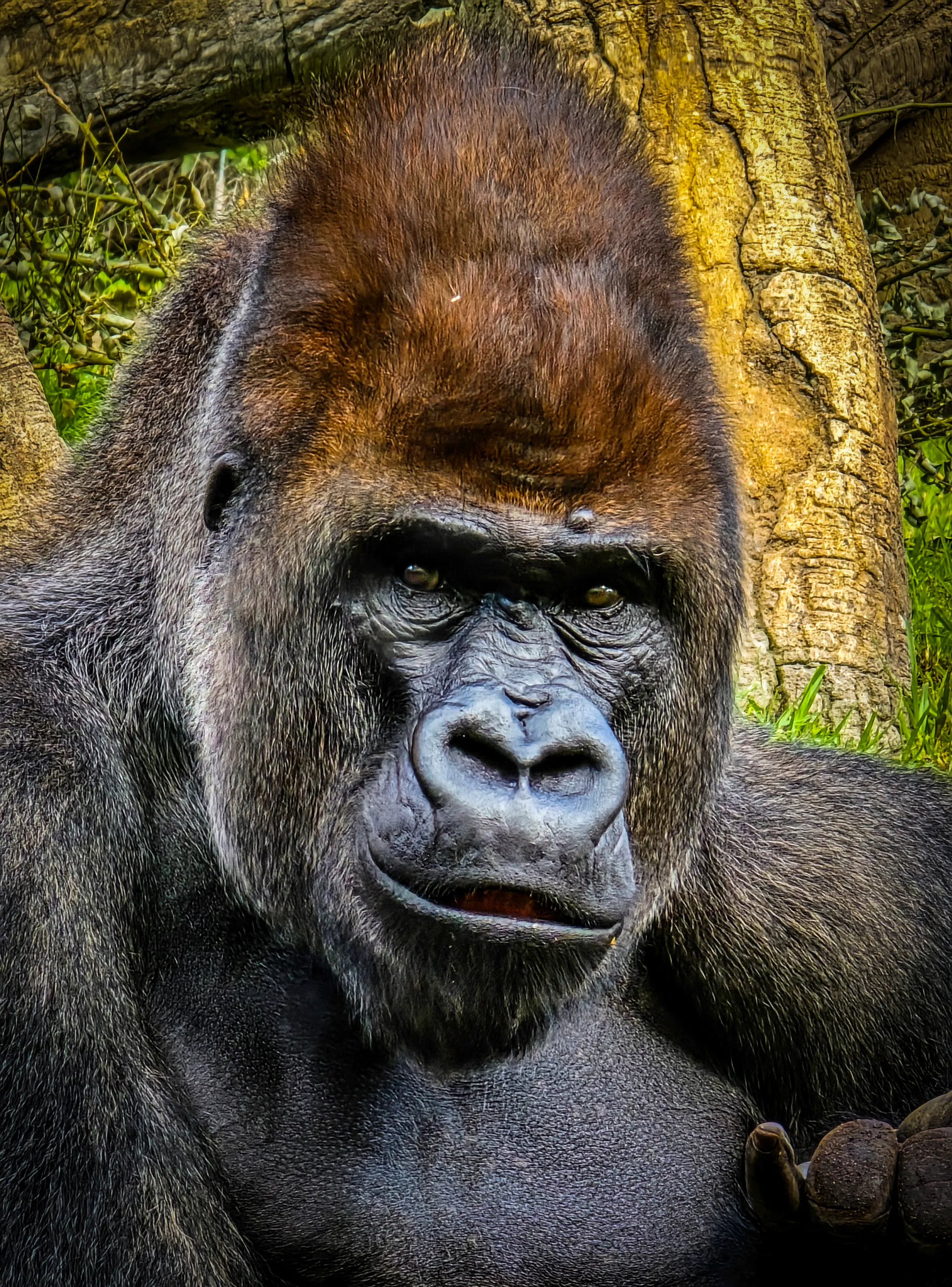 Gorilla