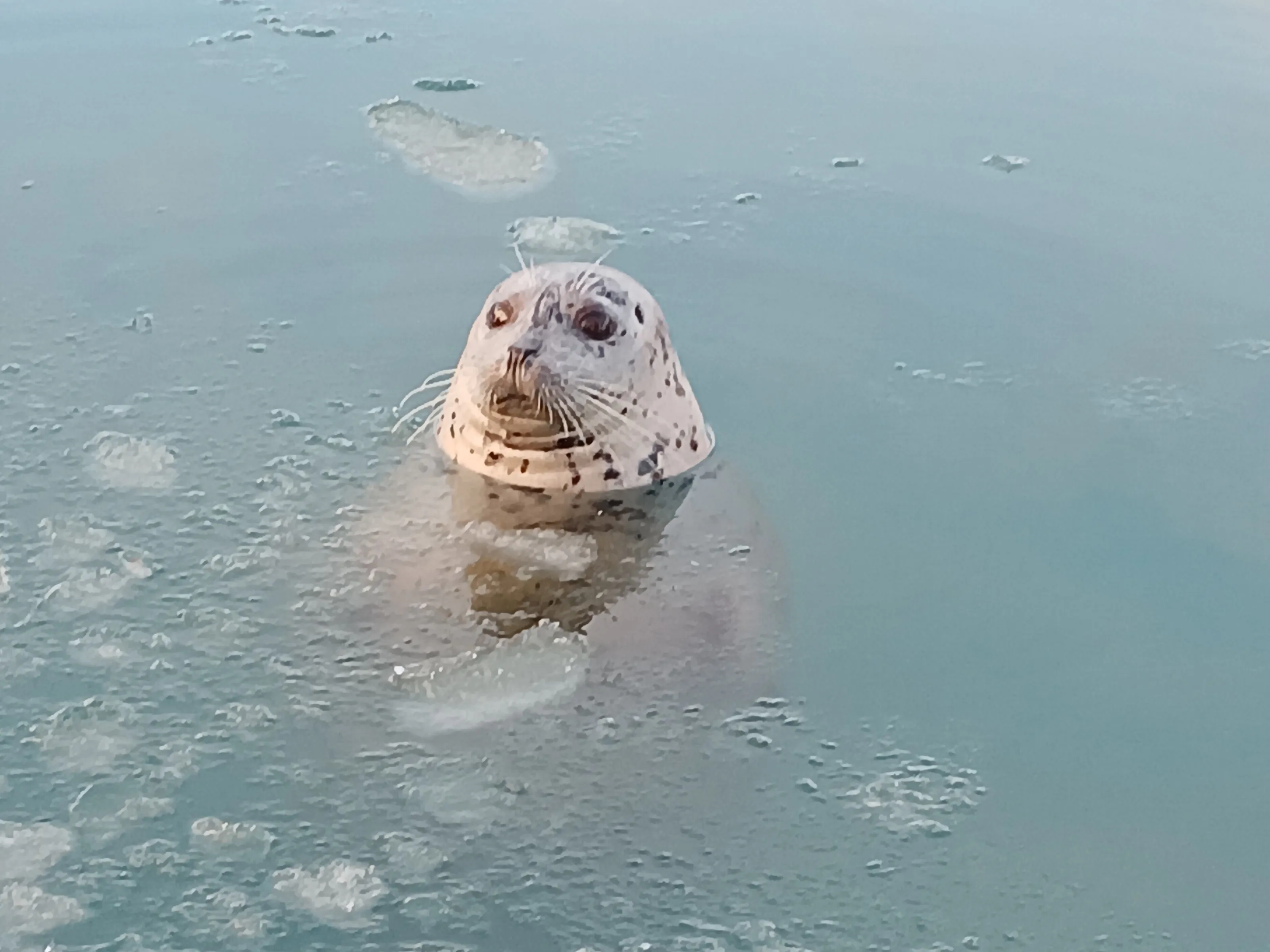 Harbor seal