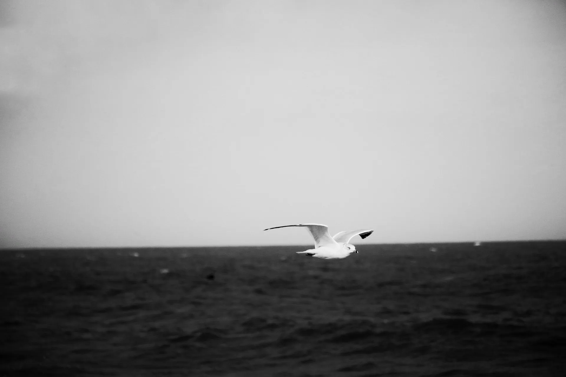 fly like a bird