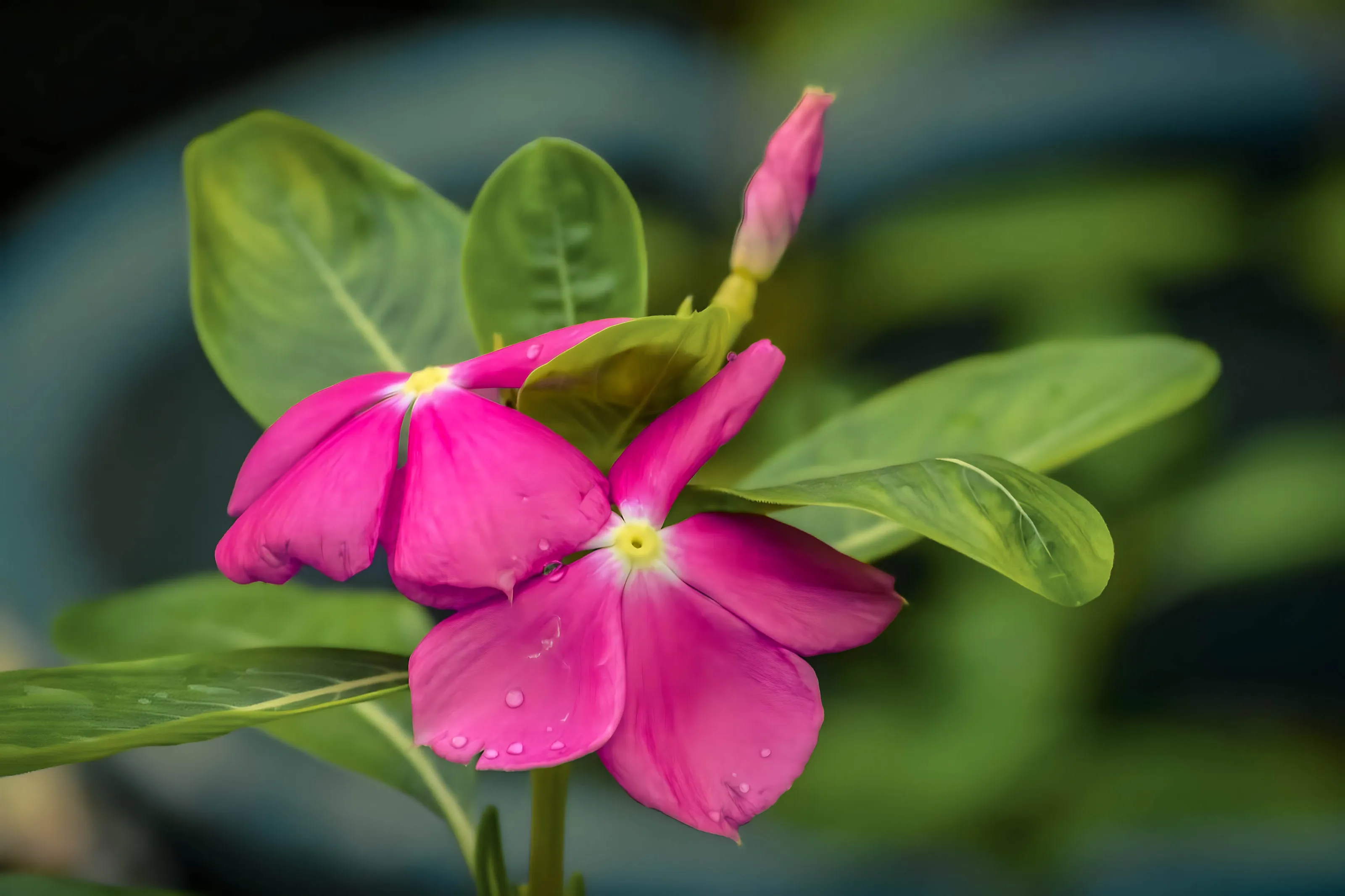 Periwinkles