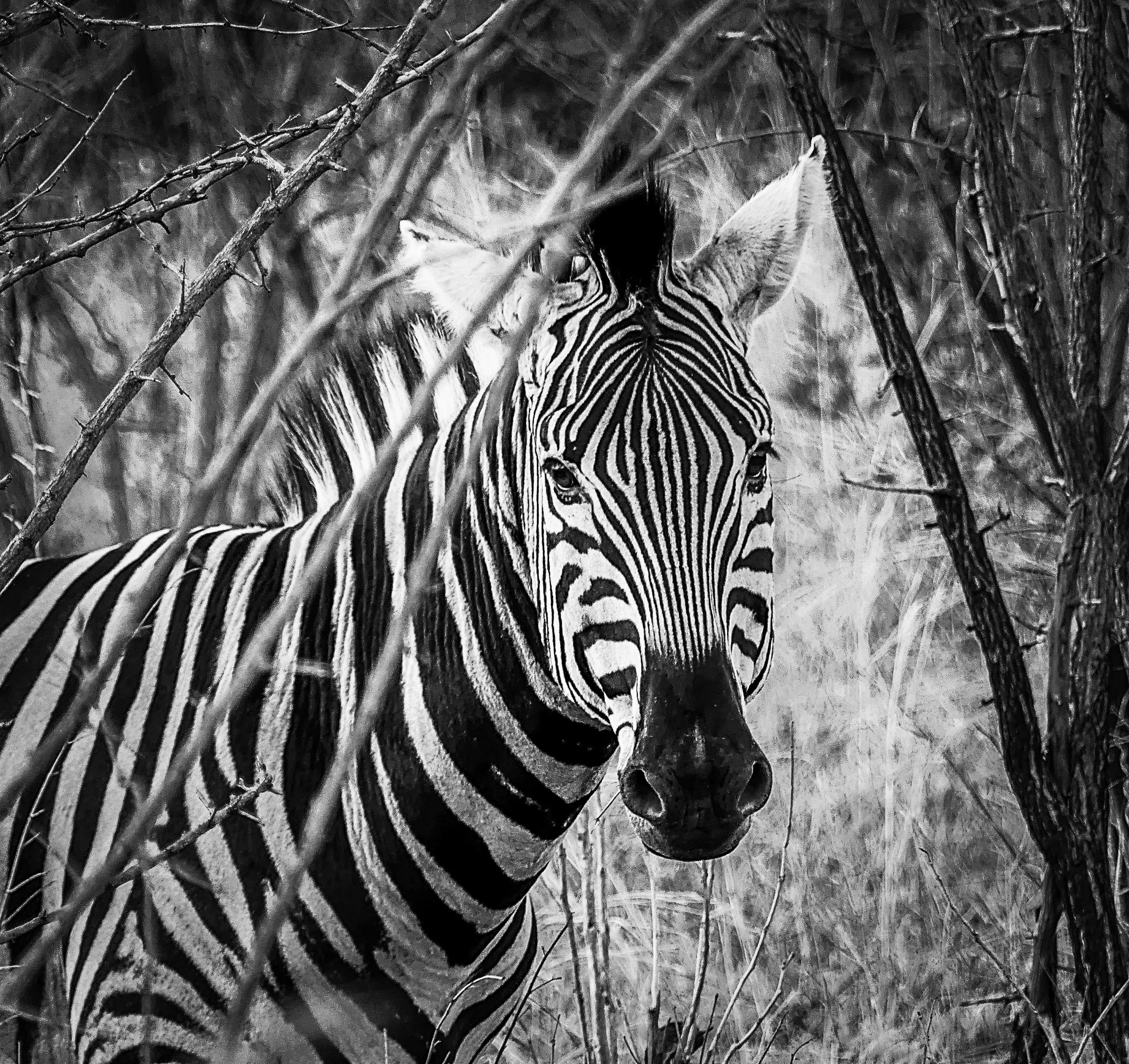 In the Bush