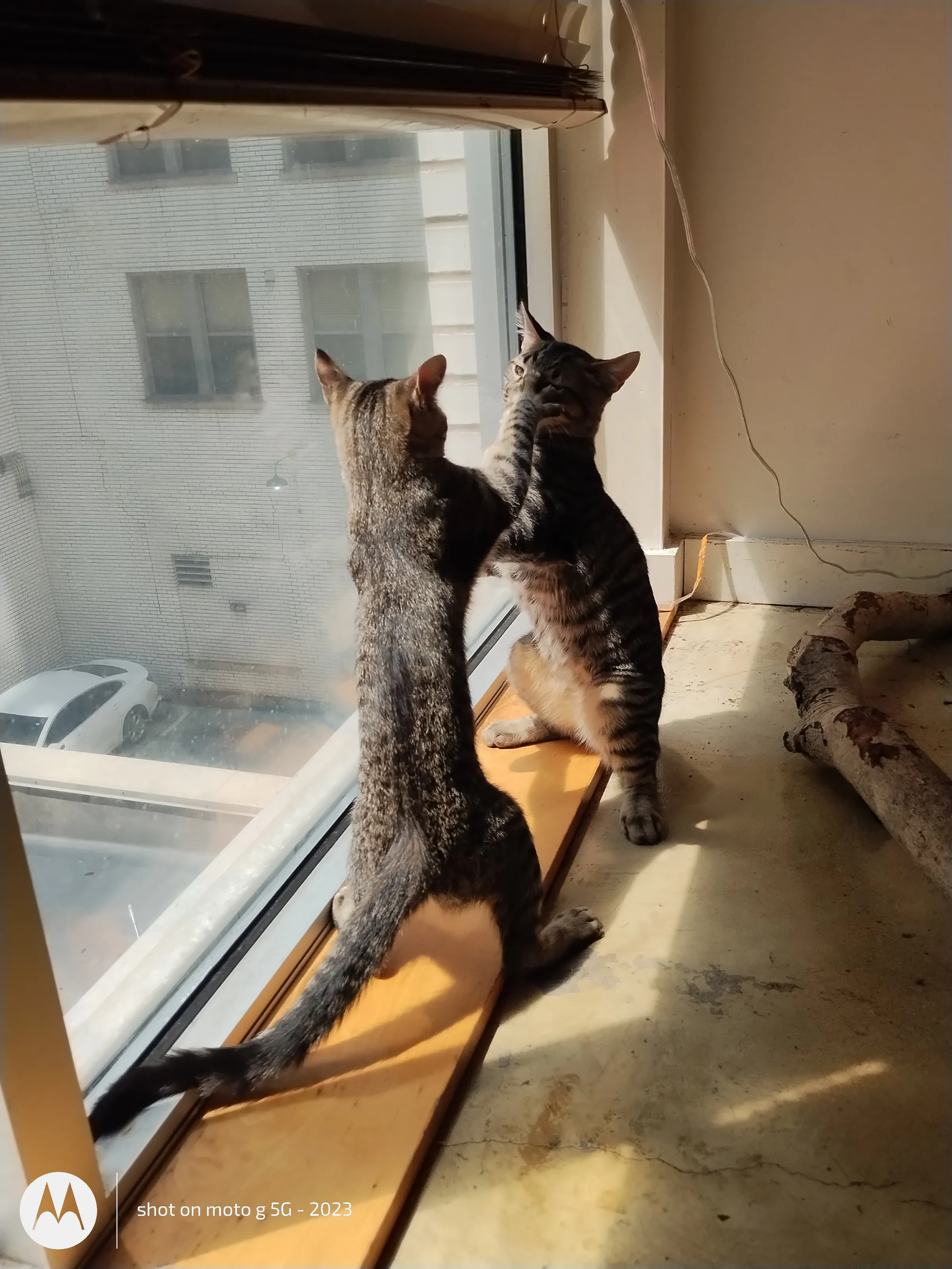 Sibling Rivalry