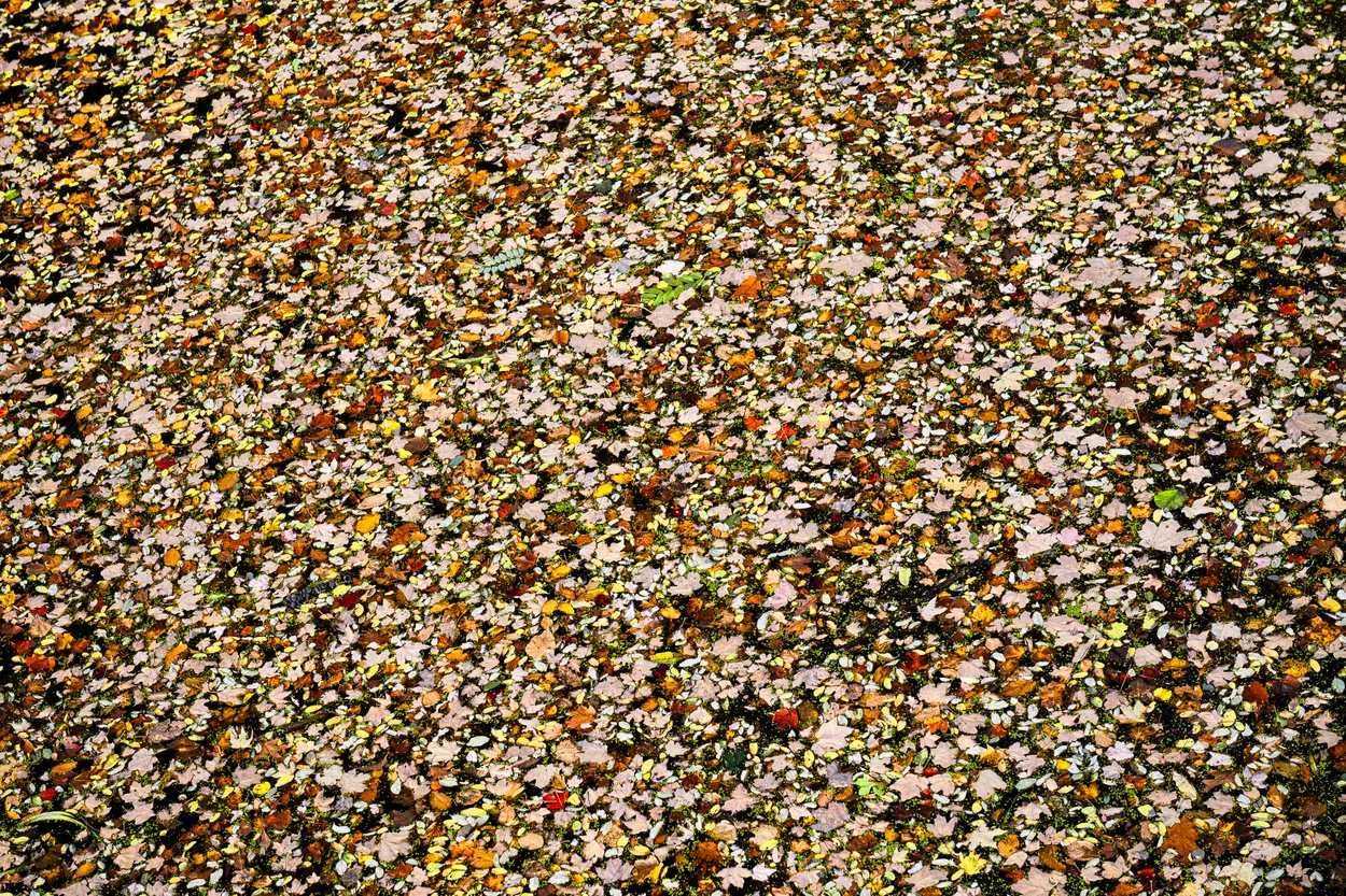 Fall Color Riot