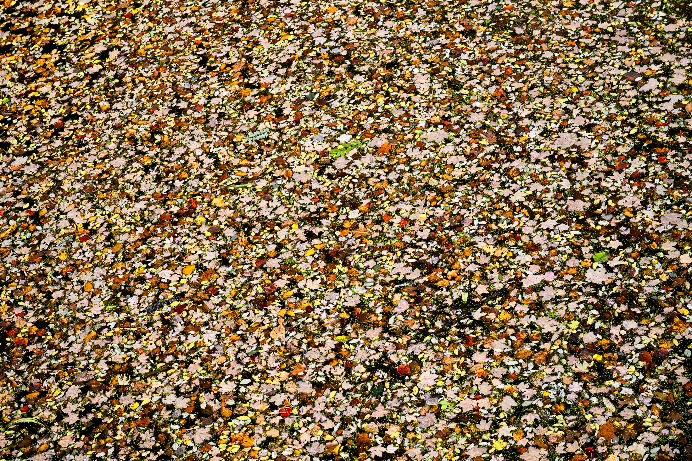 Fall Color Riot