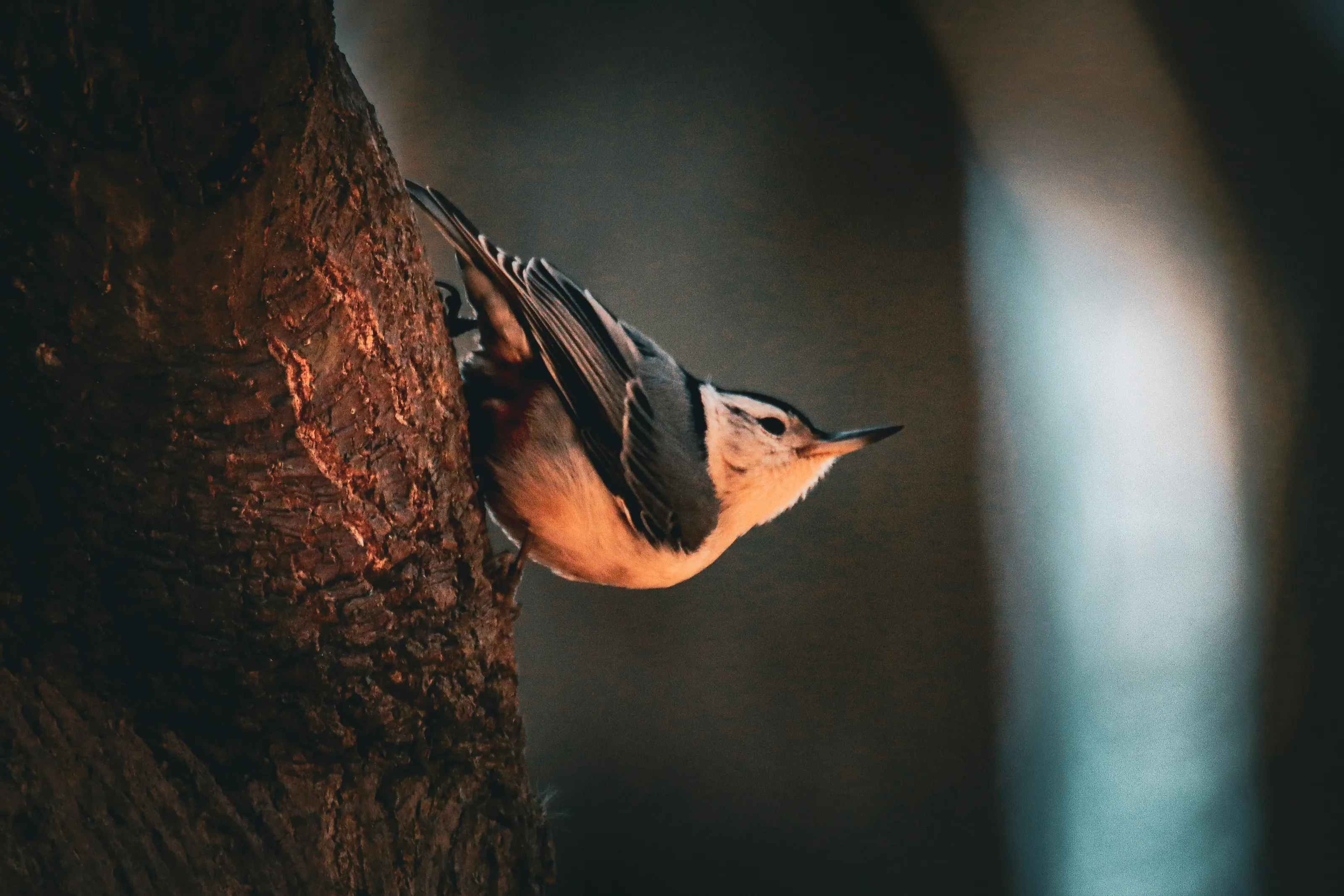 Taking Flight