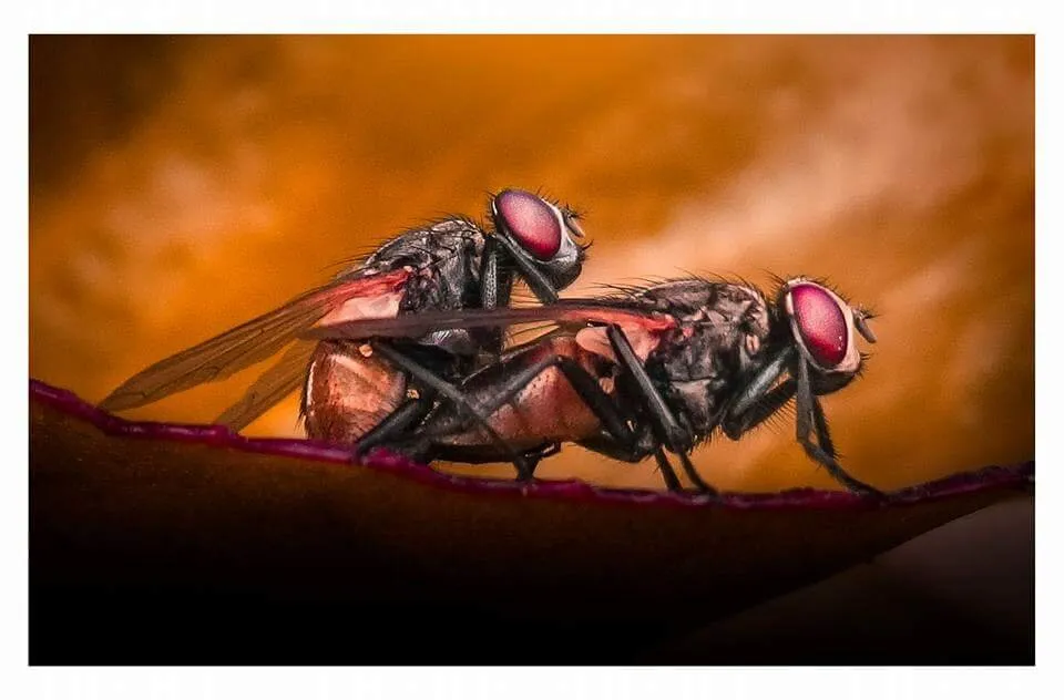 Housefly matting
