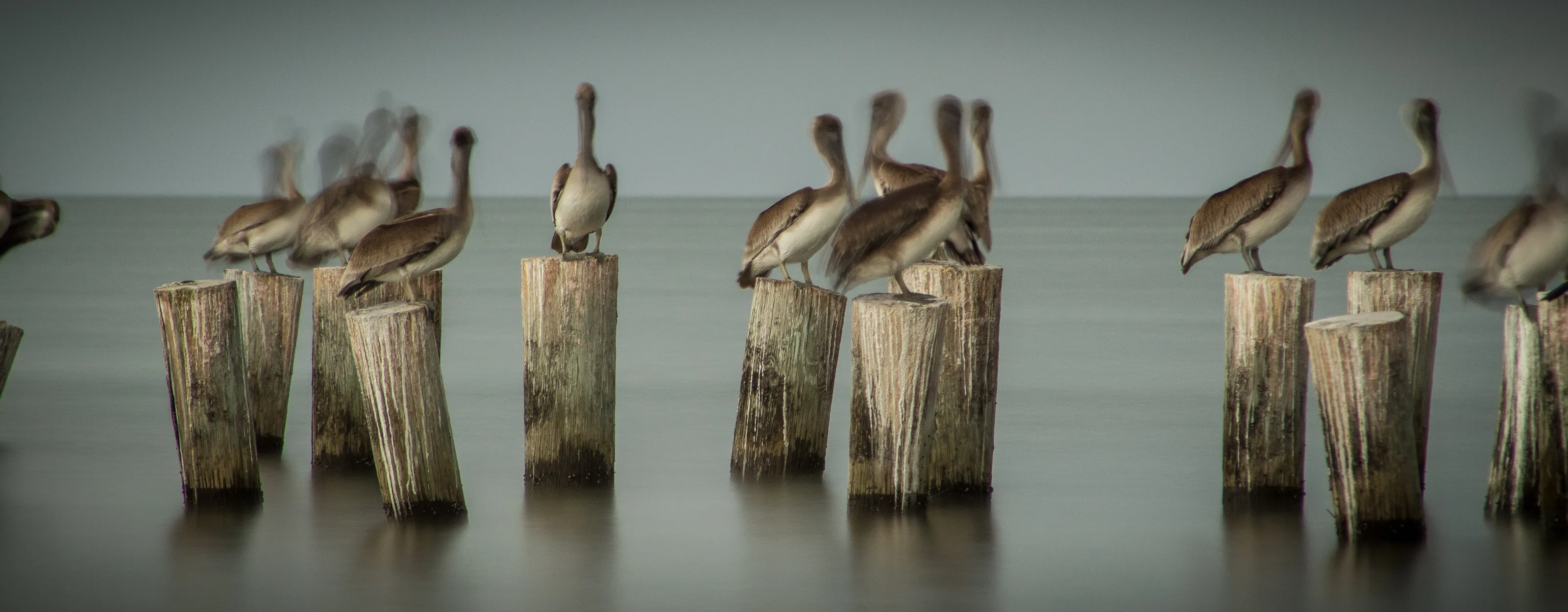 Pelican Perch