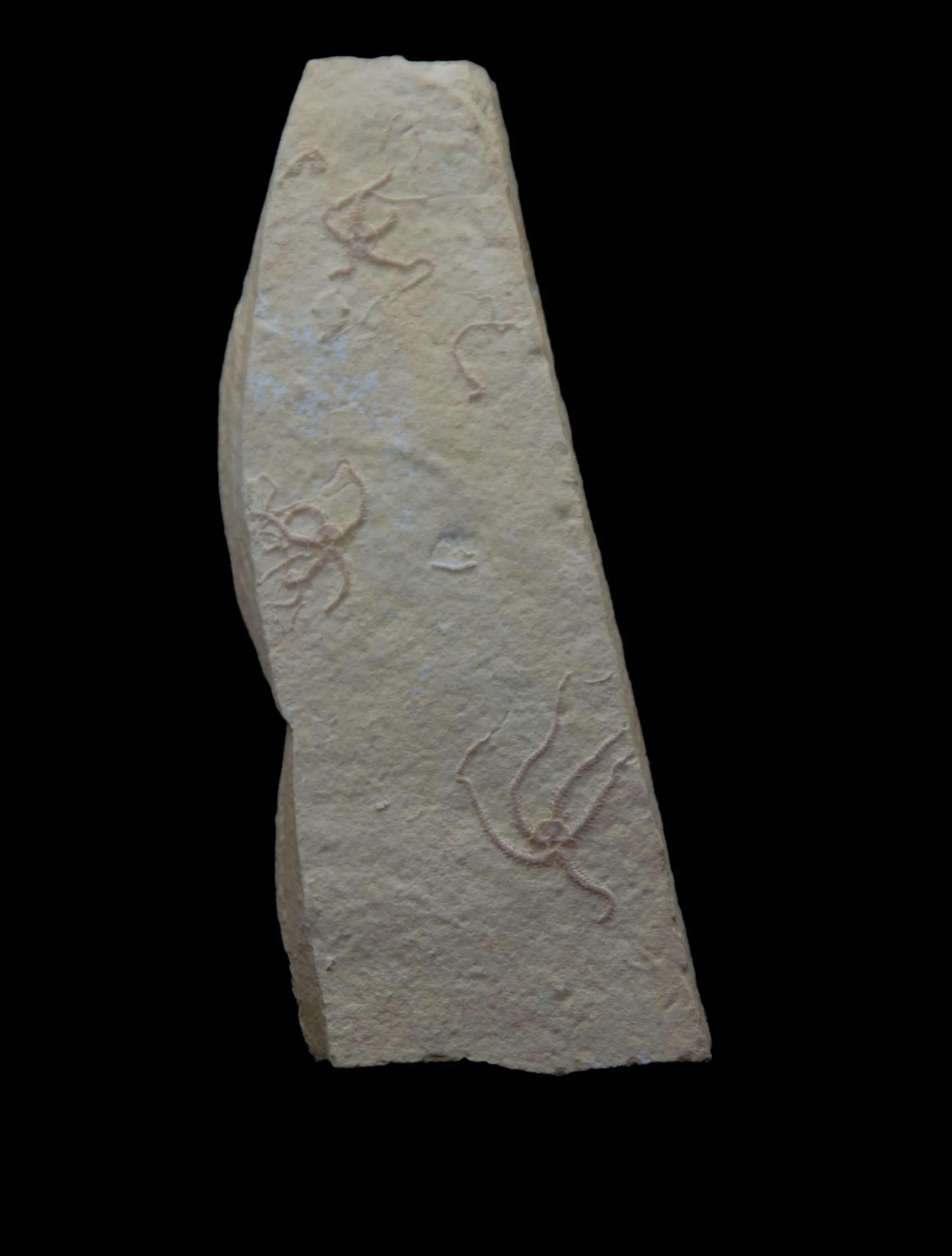 Fossils