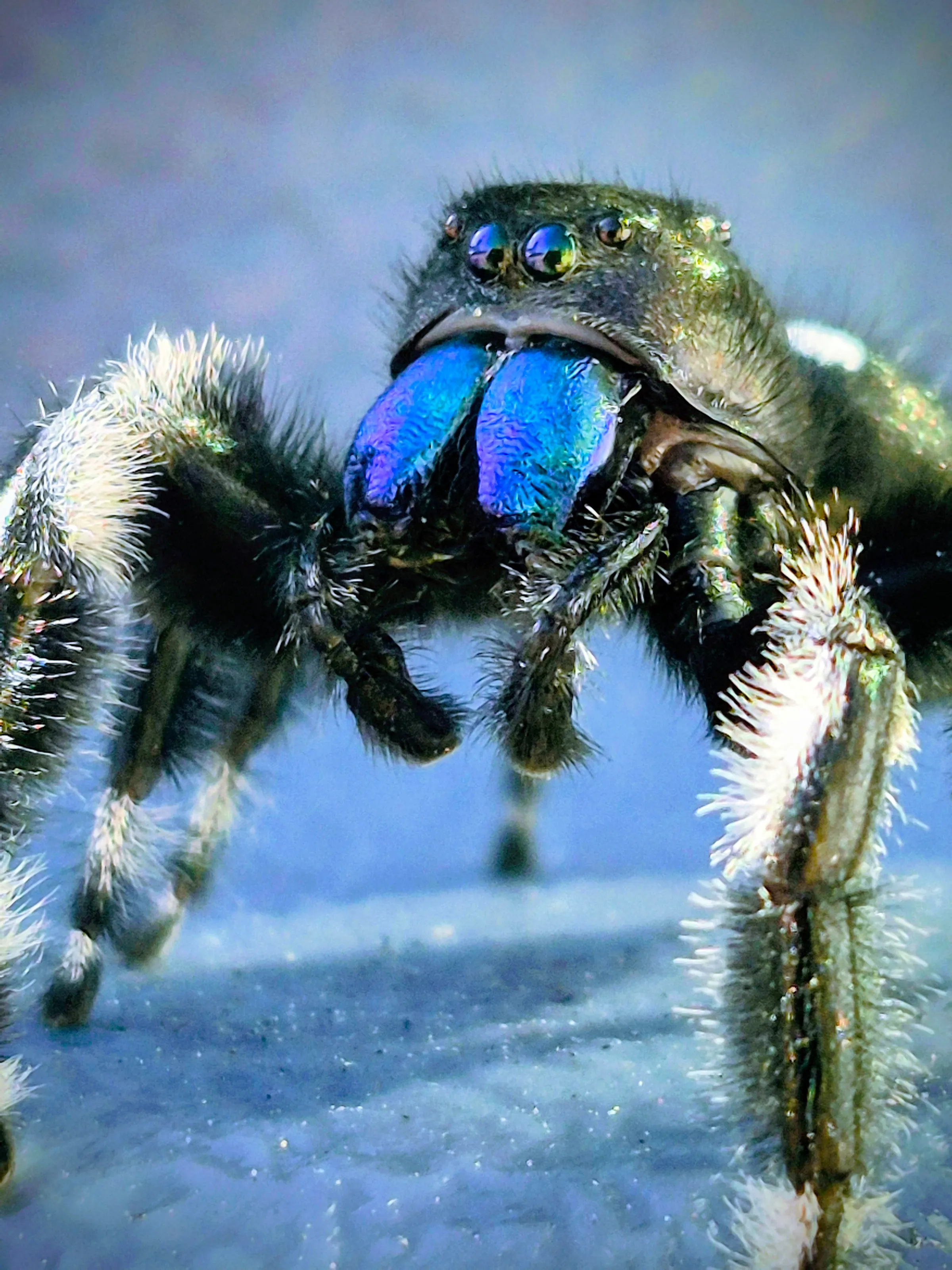 Bold jumping spider