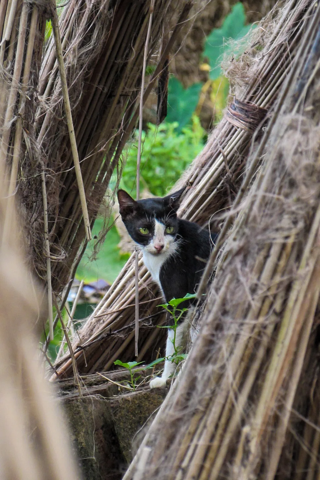 Hidden Between The Husks, a Quiet Observer of The Village world