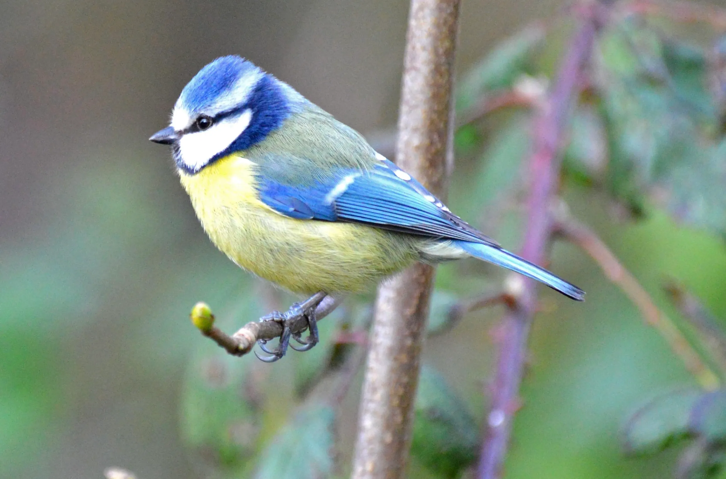 Blue Tit