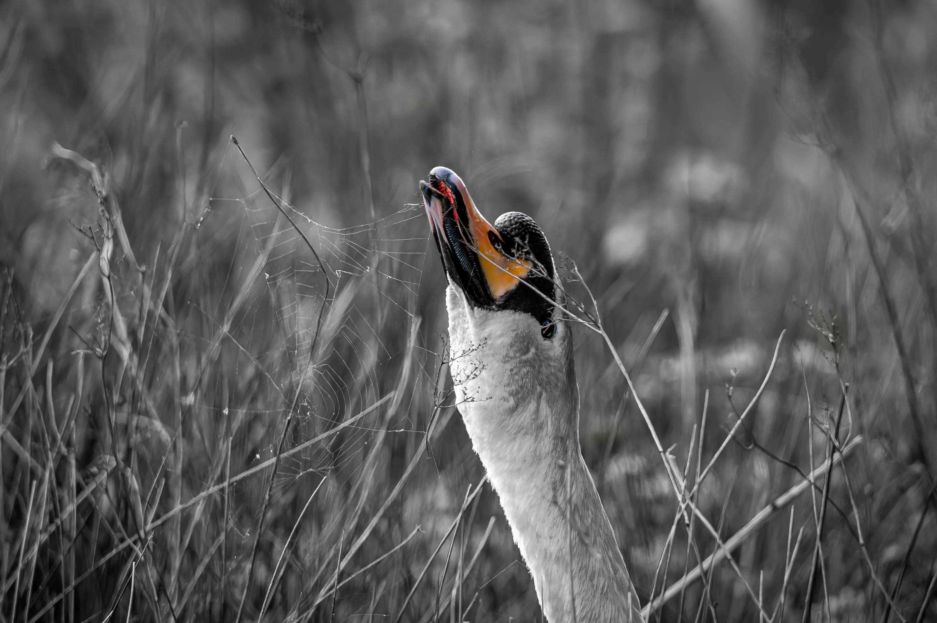 Swans and Cygnets