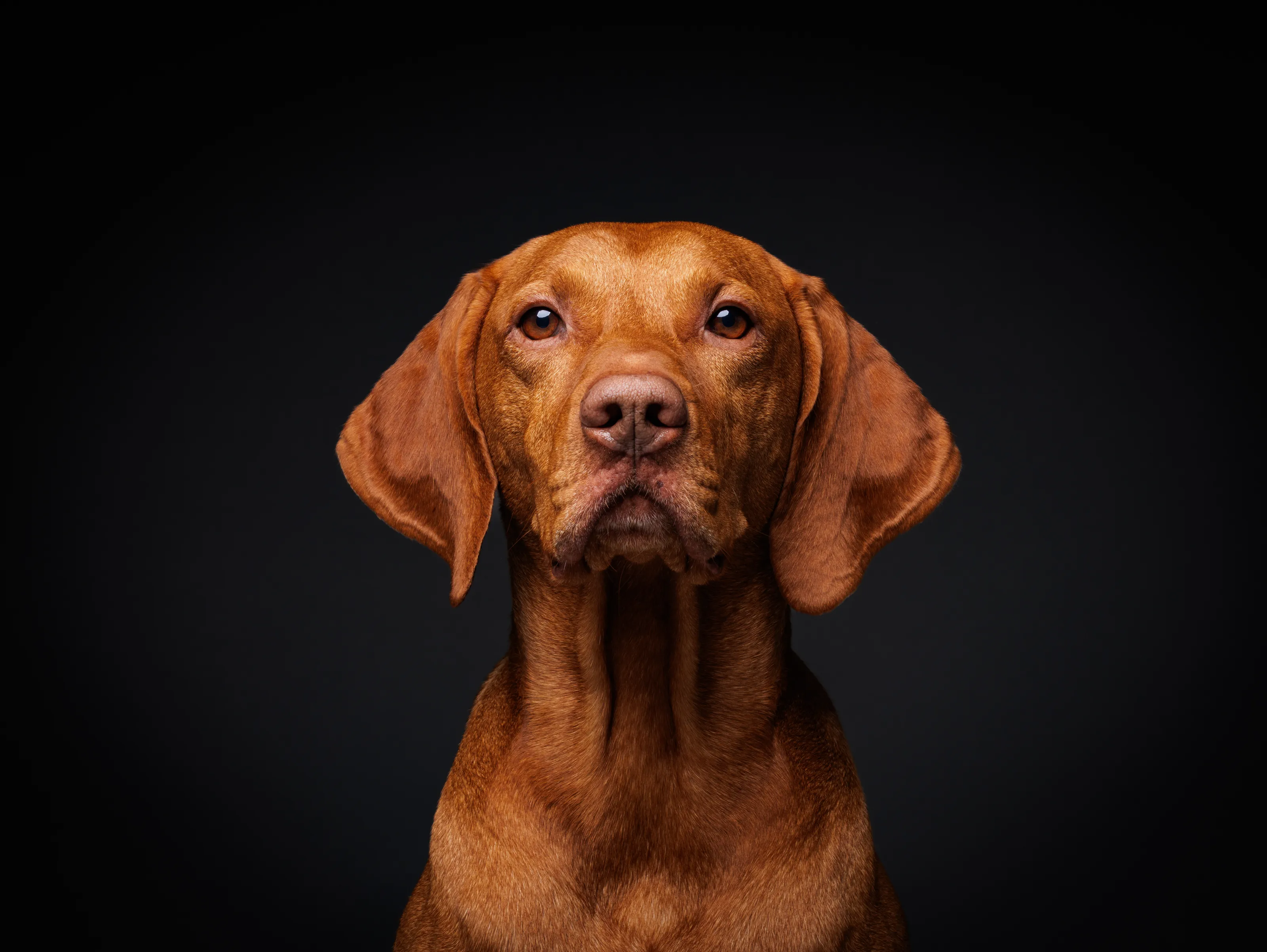 Domestic Dogs