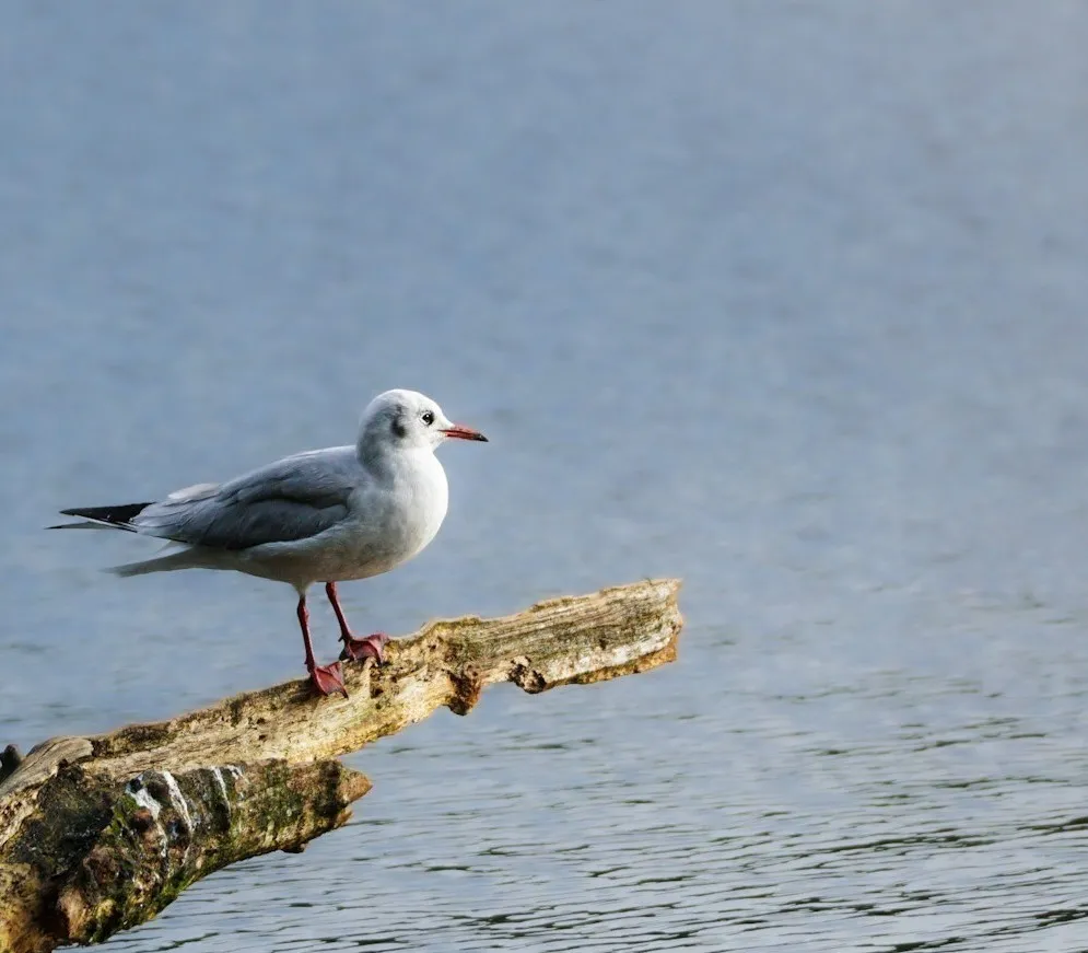 Black-headed Gull
