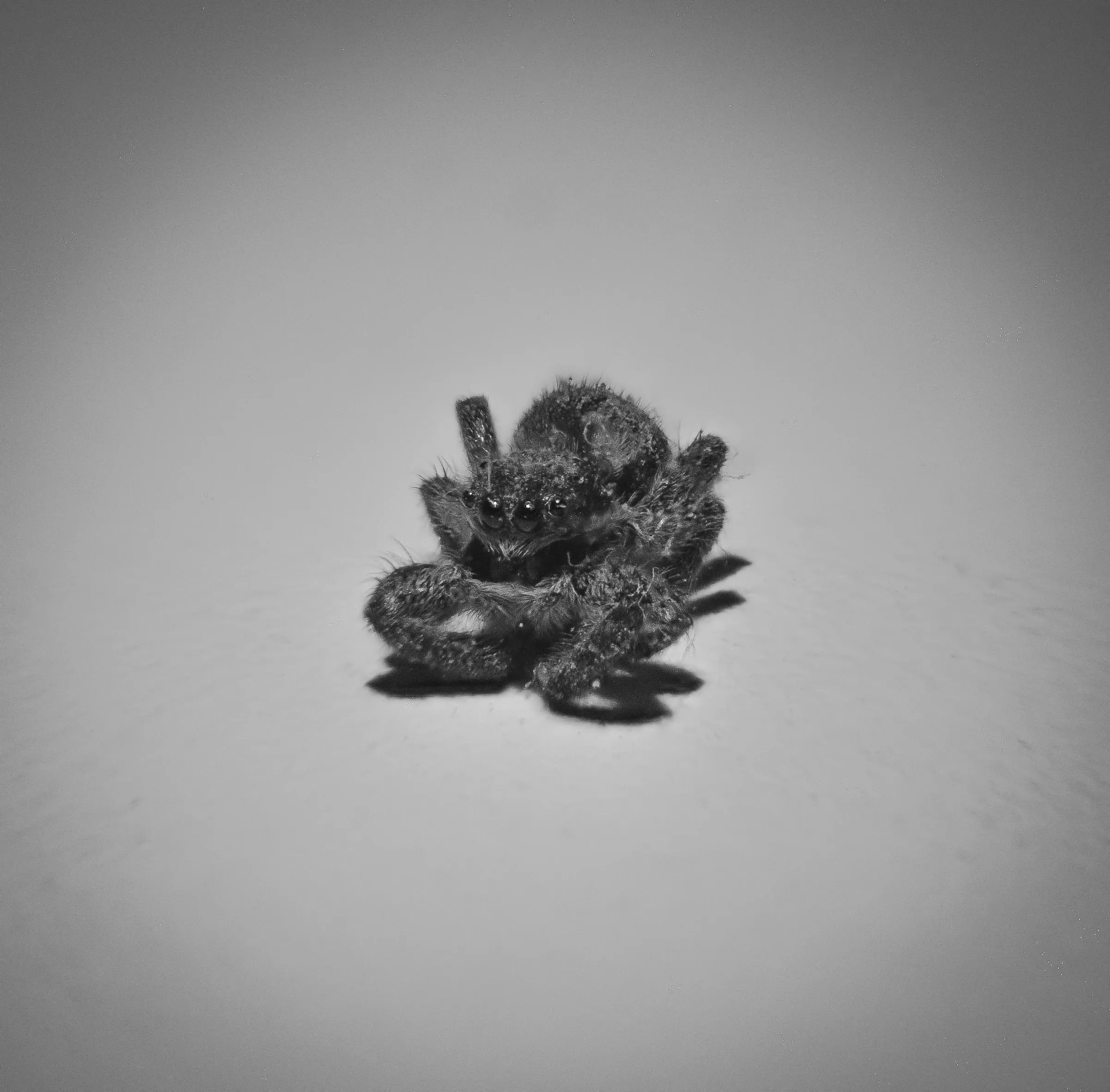 Macro Spider
