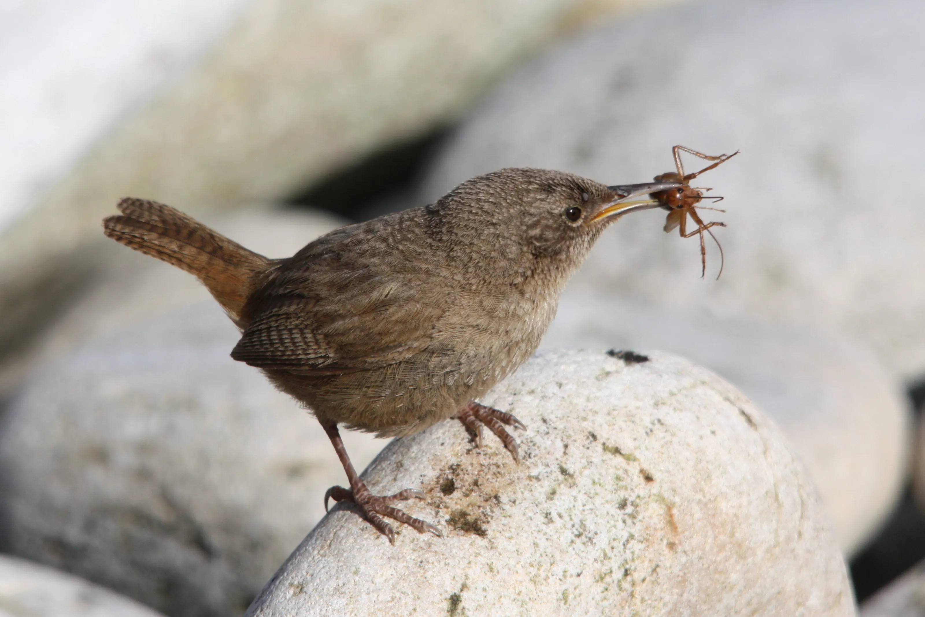 Birds with an Insect (in colour)