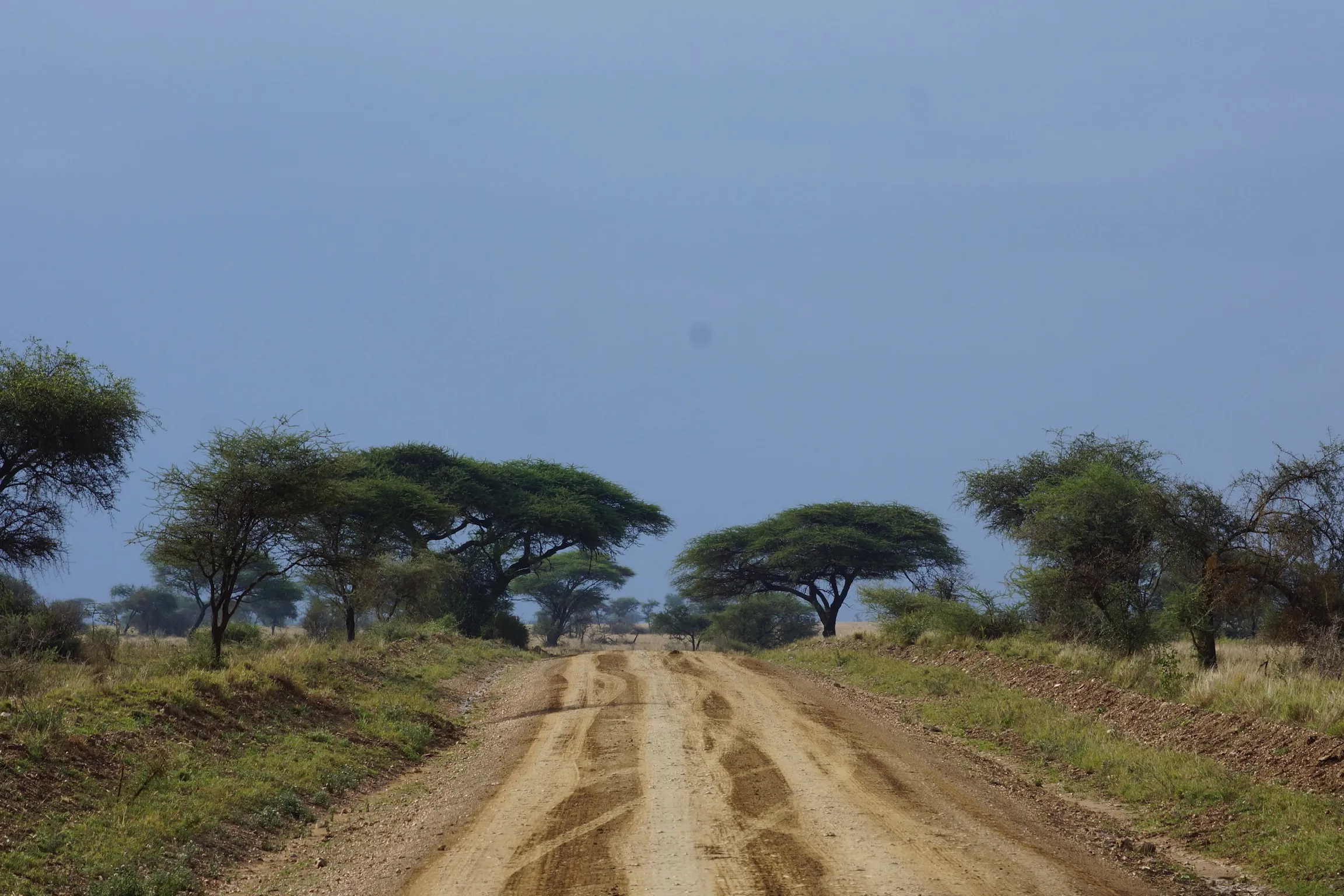 Serengeti