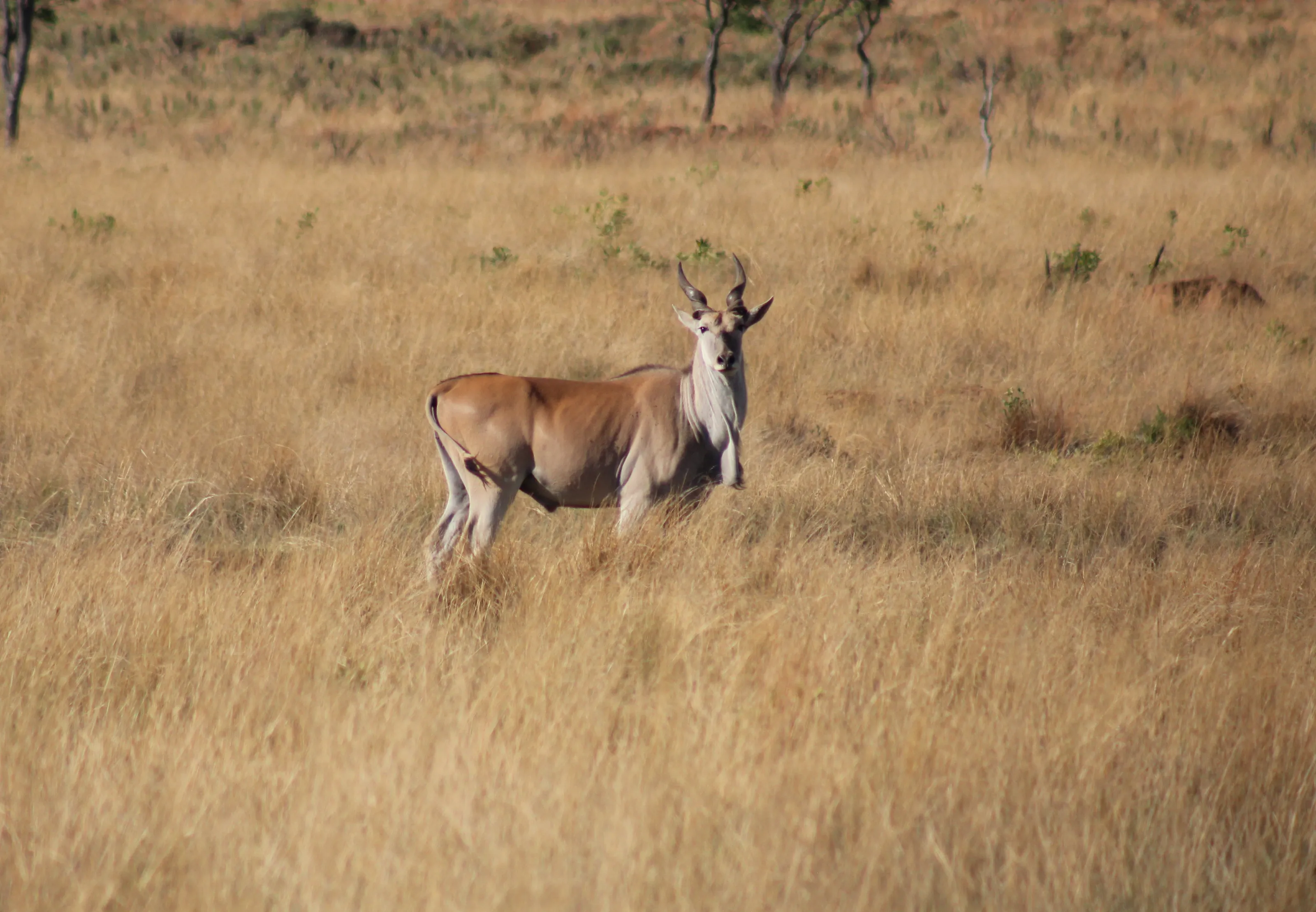 Eland