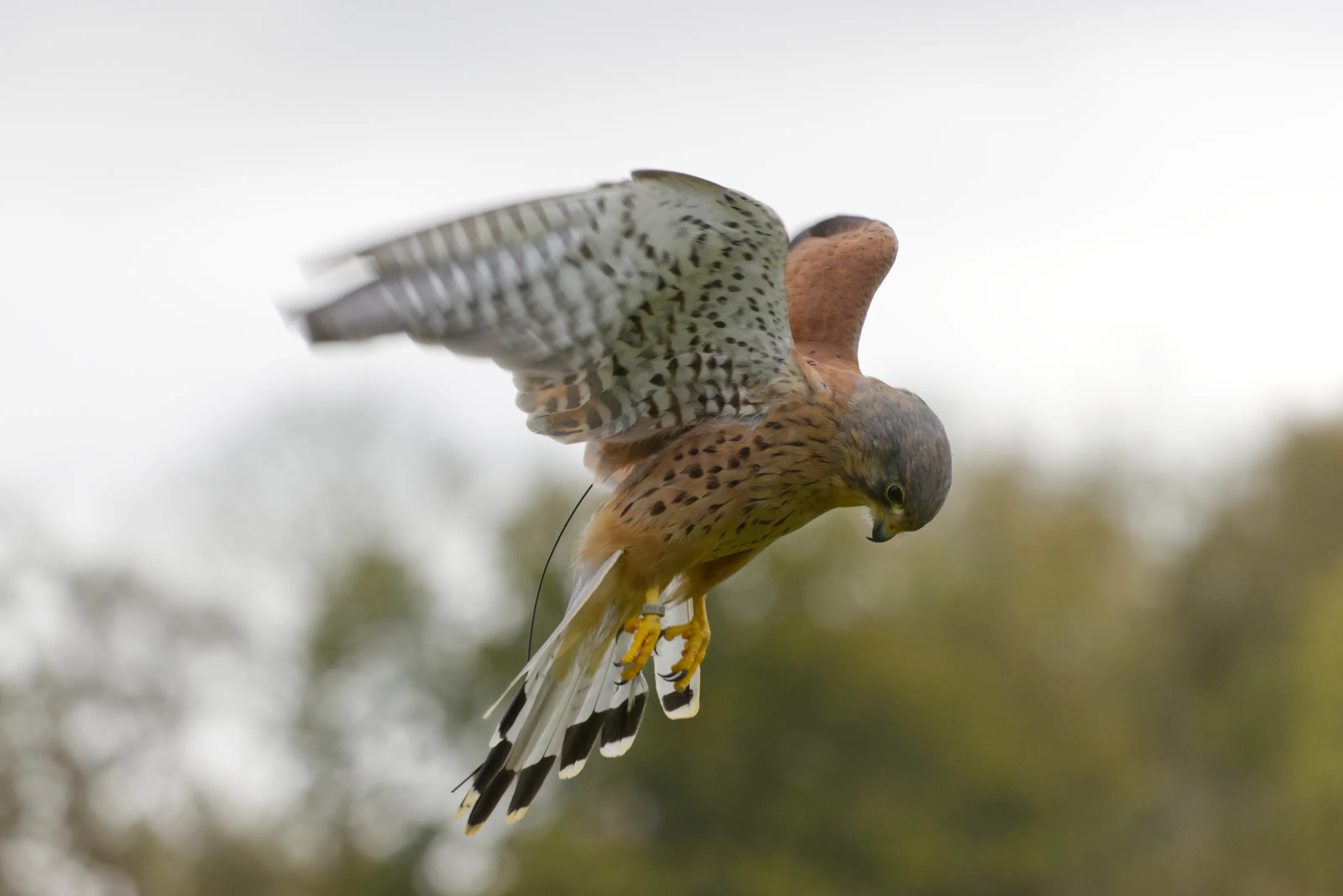 Hunting Kestrel