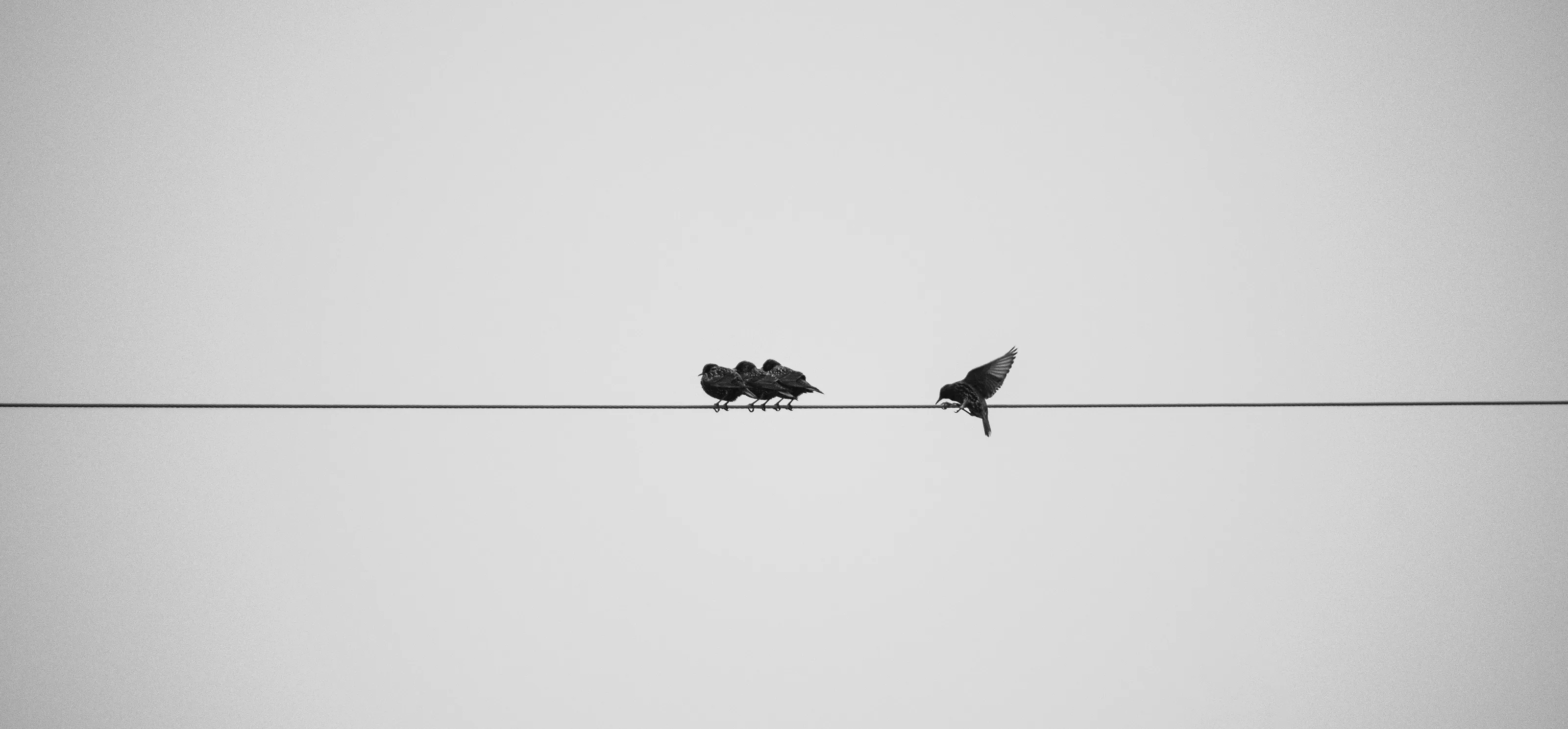 Hey, birds, can I be your friend!?