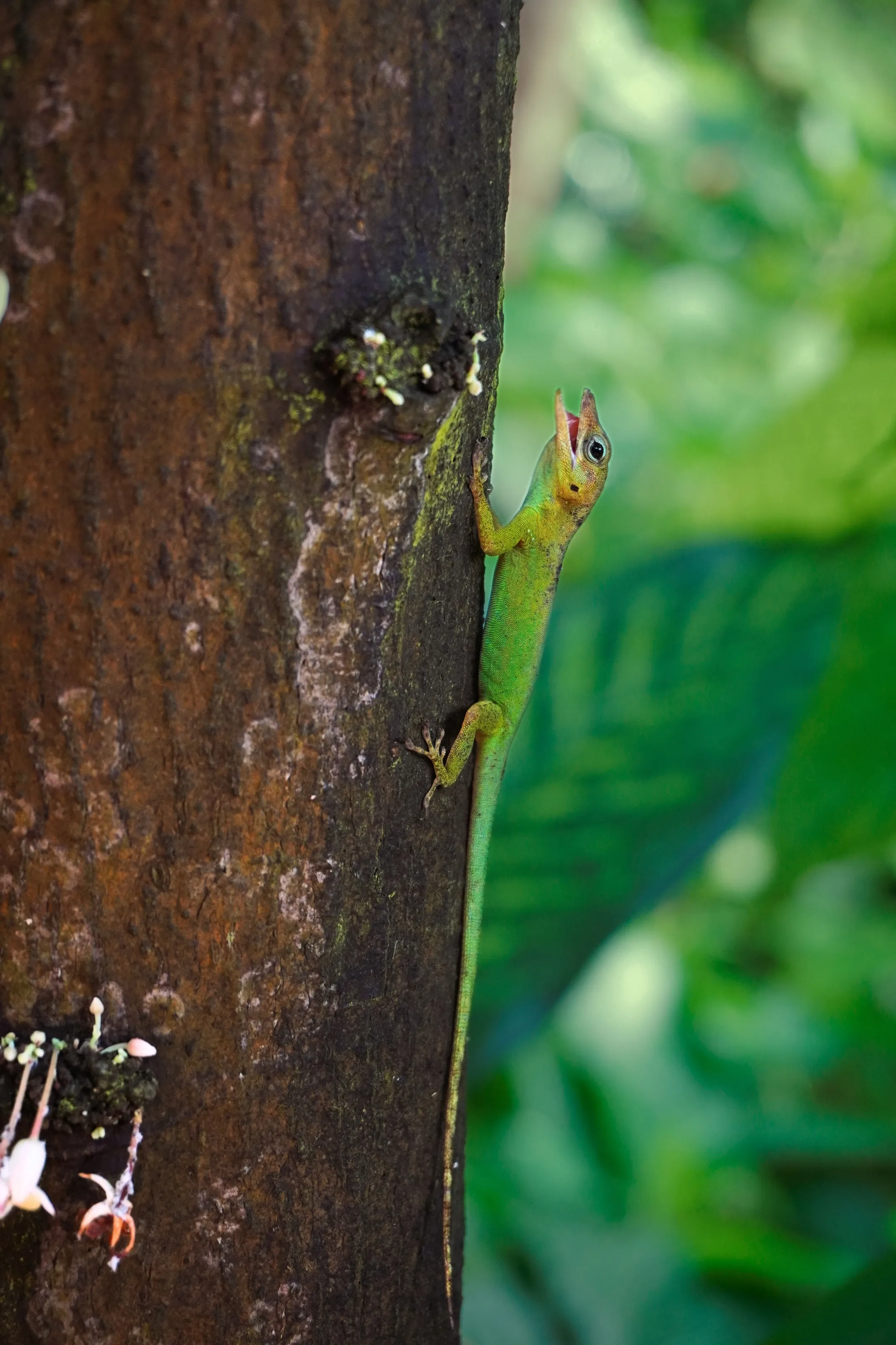 Anolis Biporcatus
