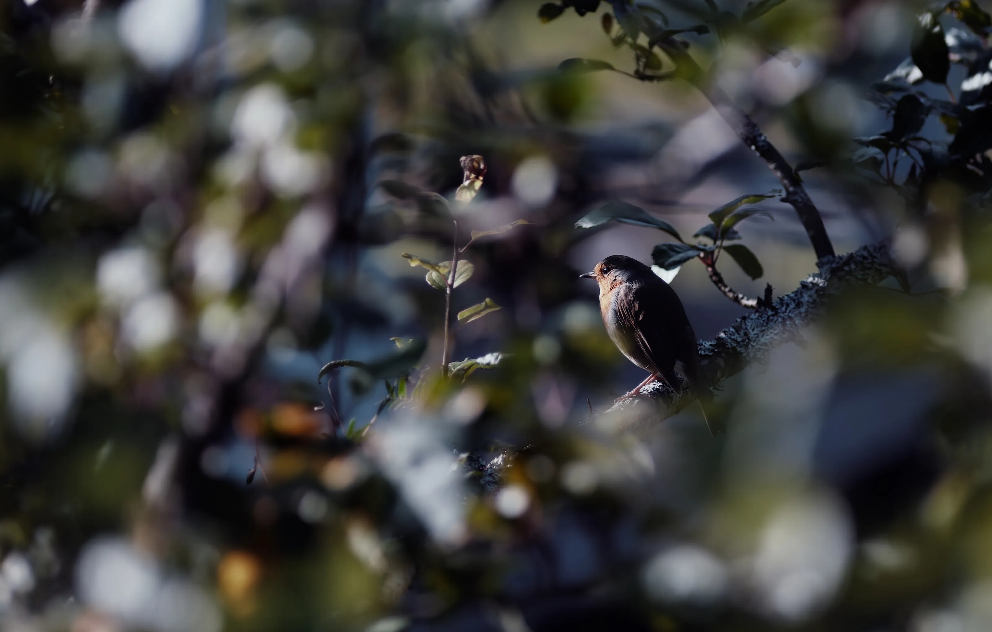 A Robin