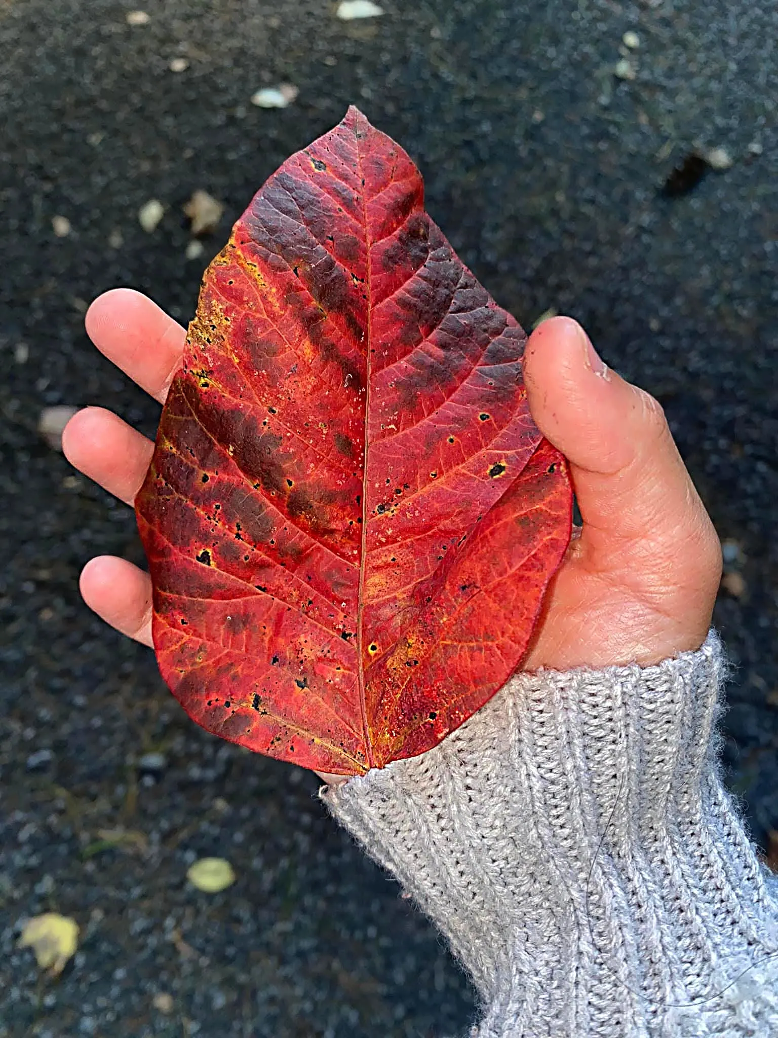 Leaves Fall