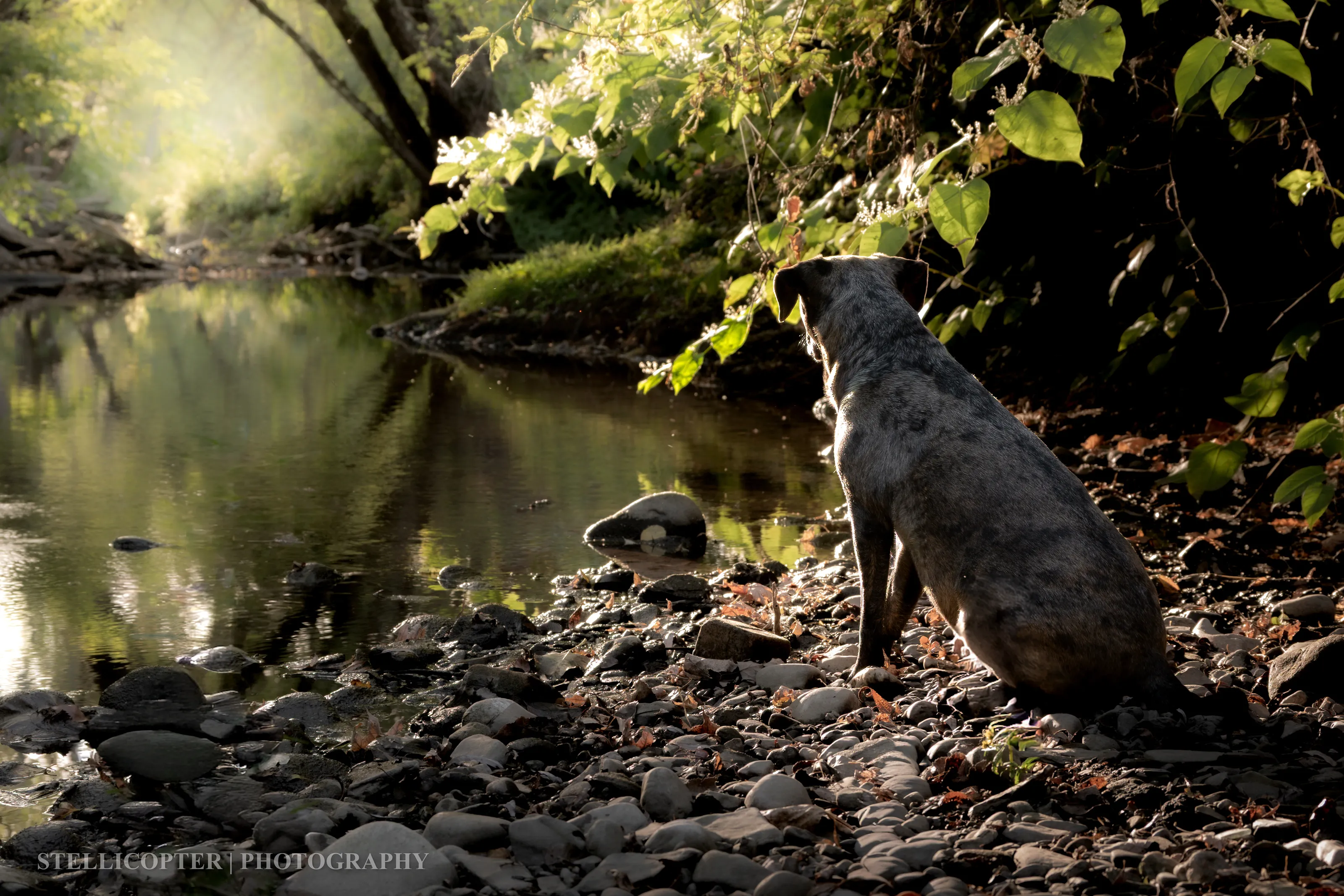 Autumn Silence Solace