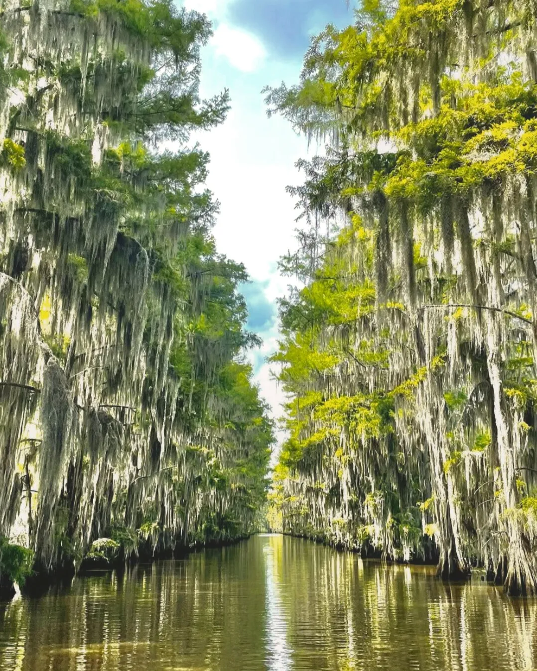 Cypress