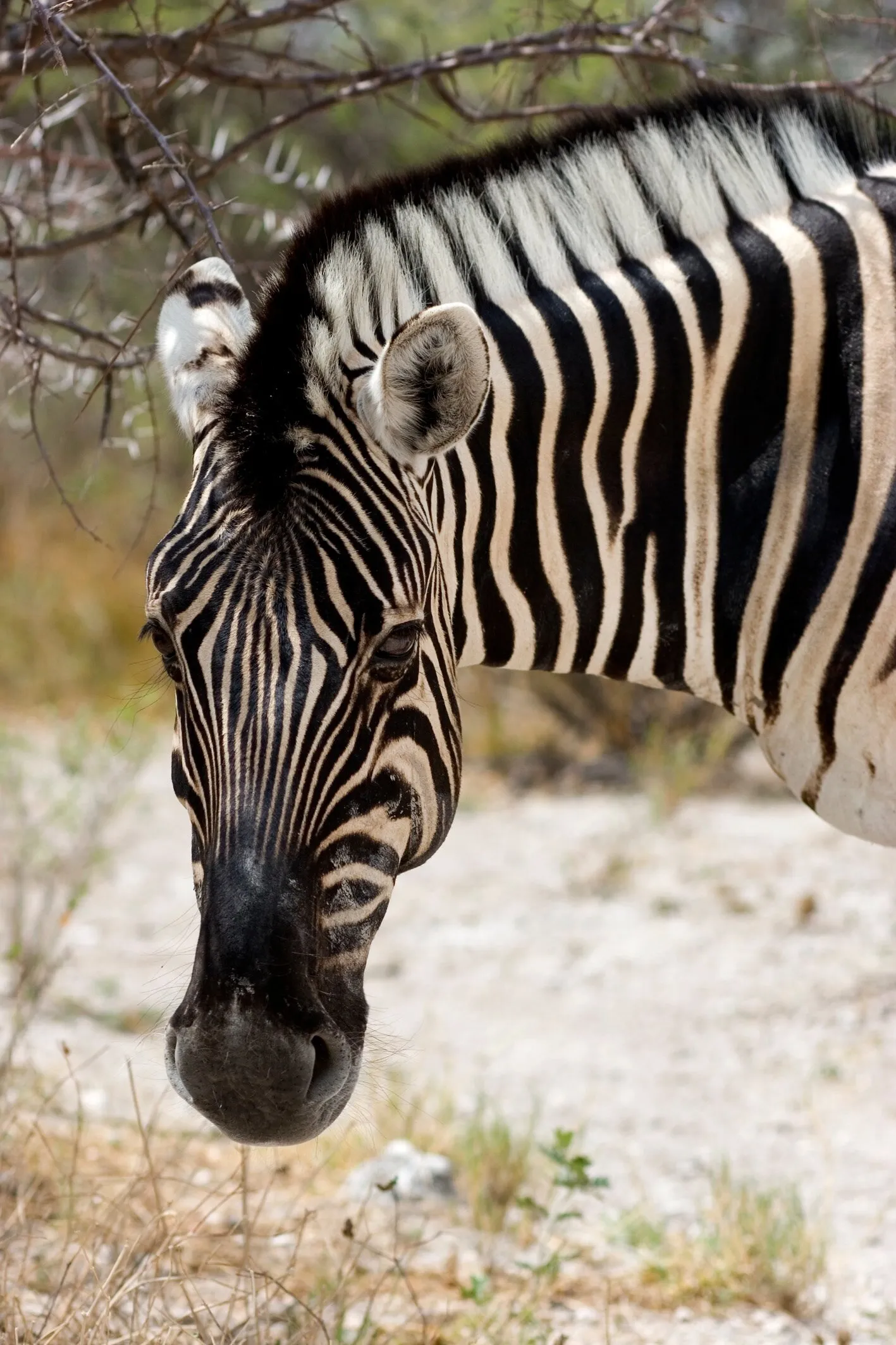 lonely zebra