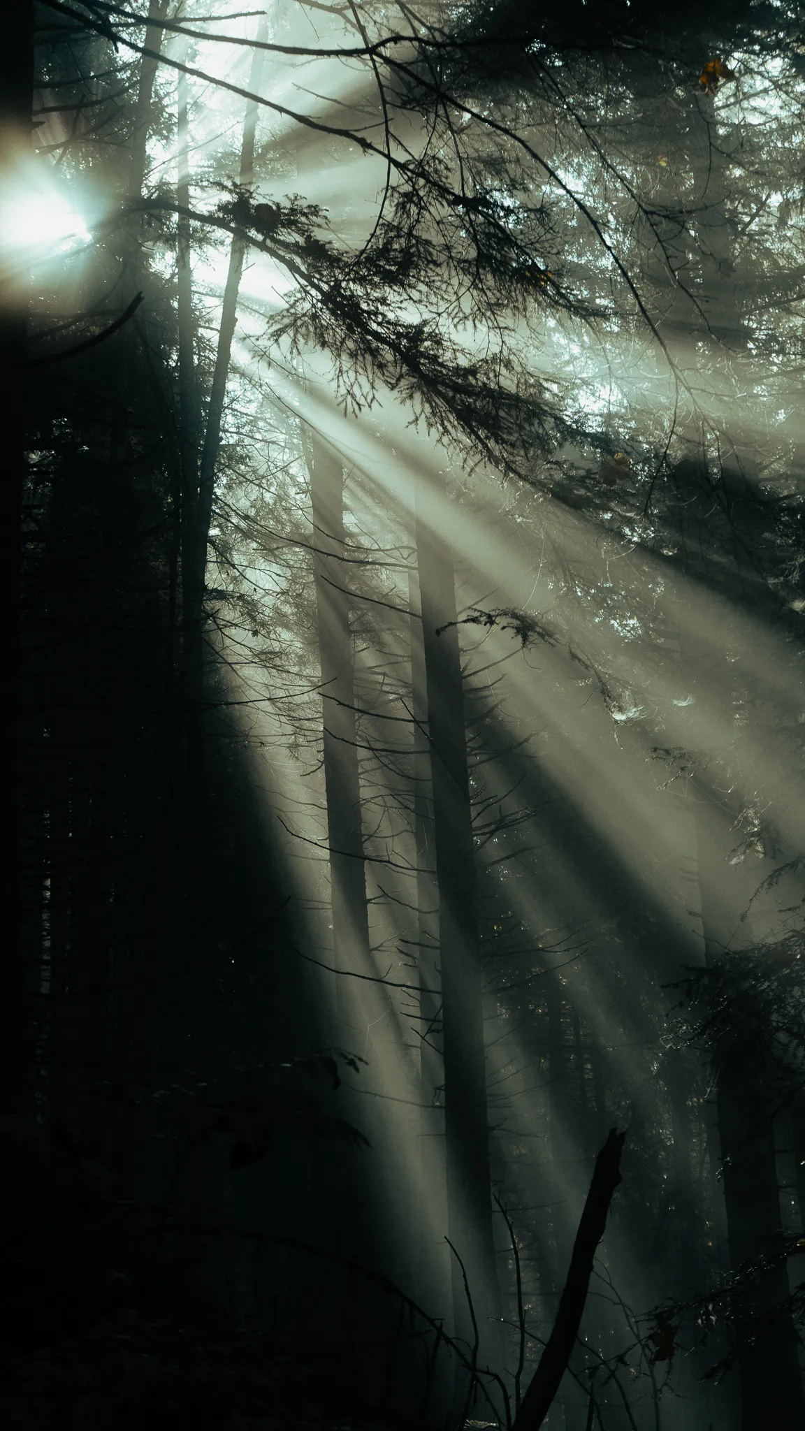 The veins of nature