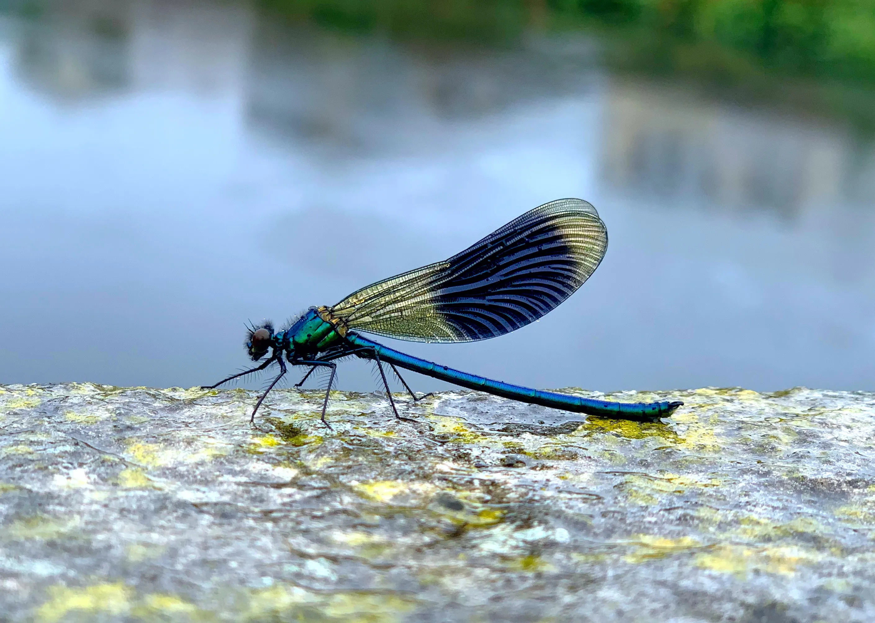 Dragonfly Bridge