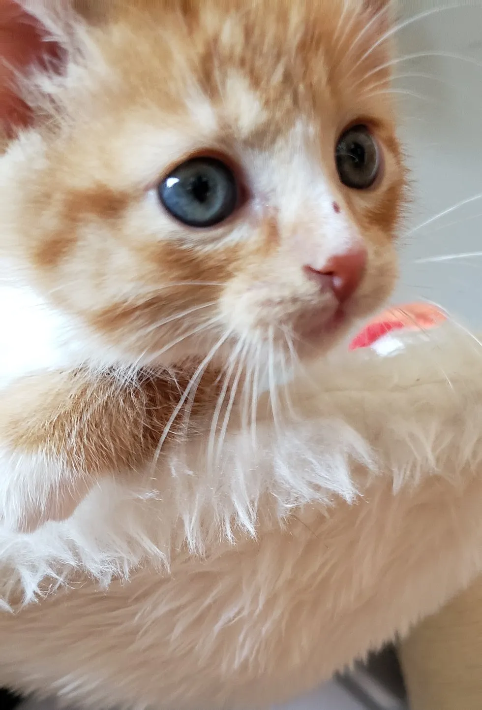 Kitten blues